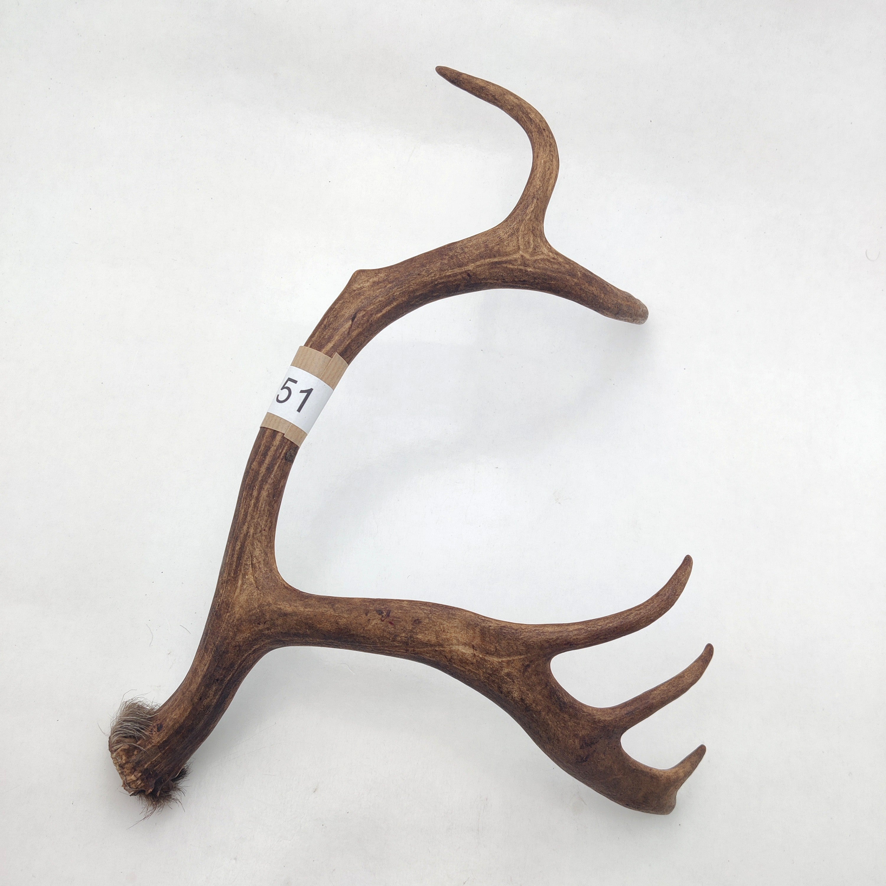 Välj ditt eget renhorn