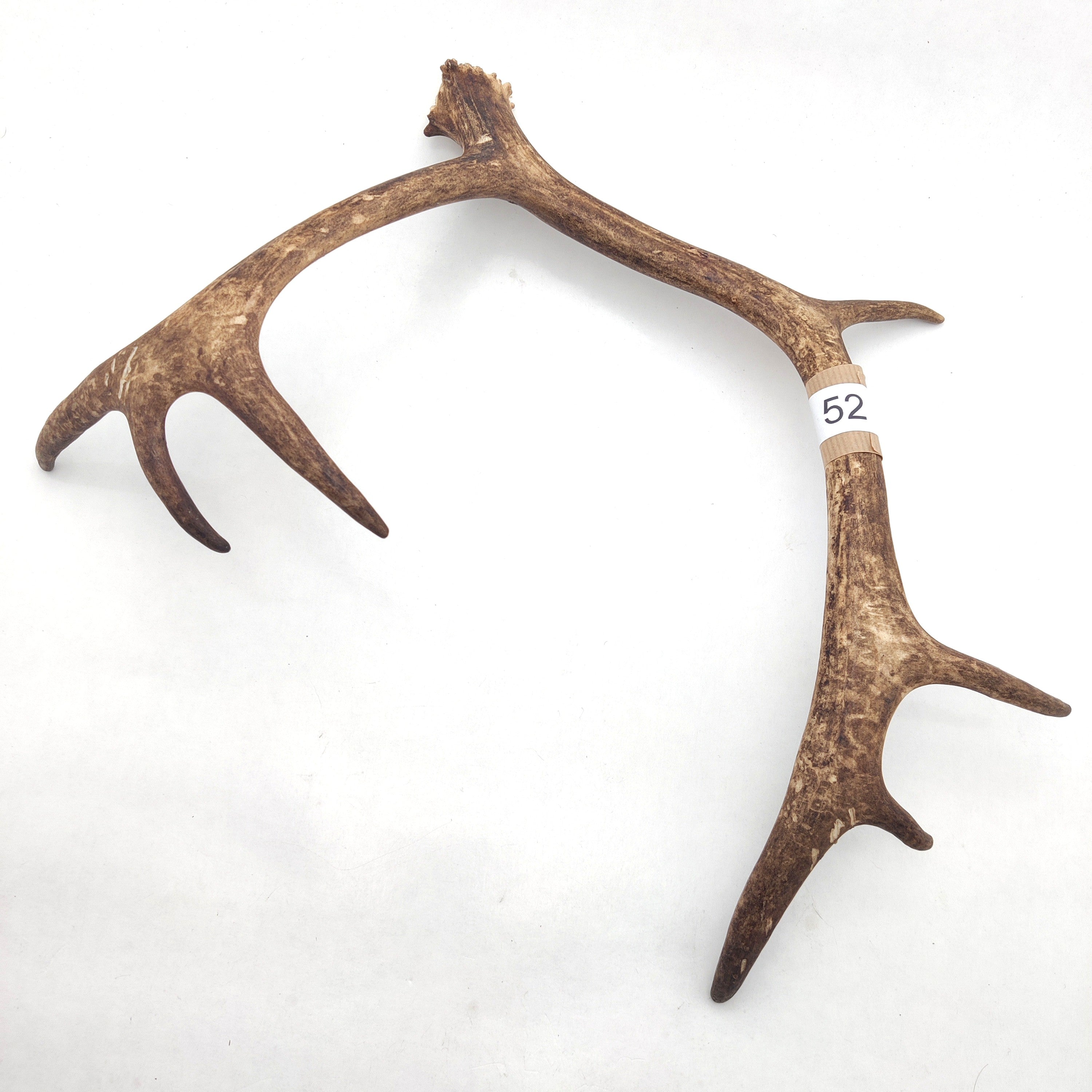 Välj ditt eget renhorn