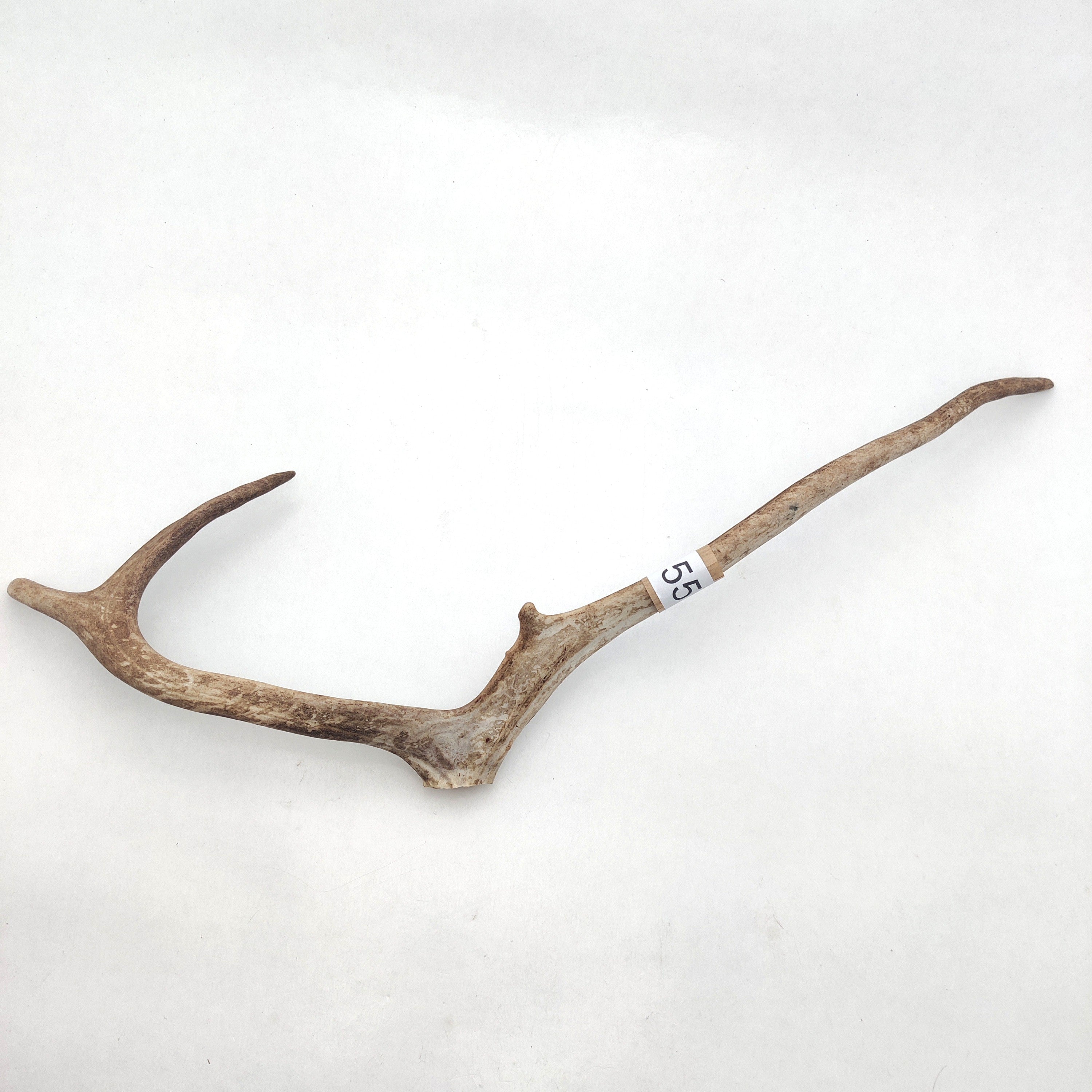 Välj ditt eget renhorn