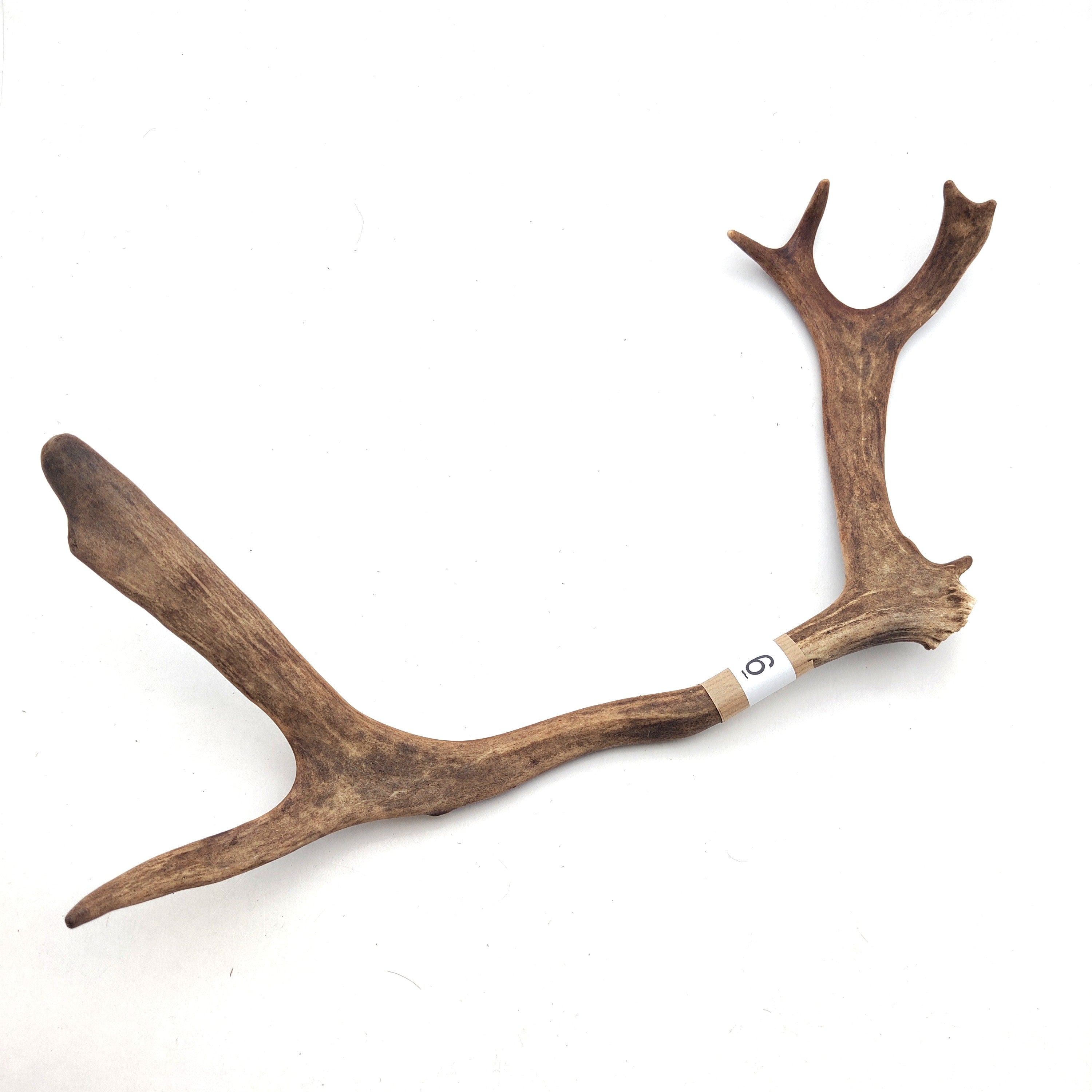 Välj ditt eget renhorn