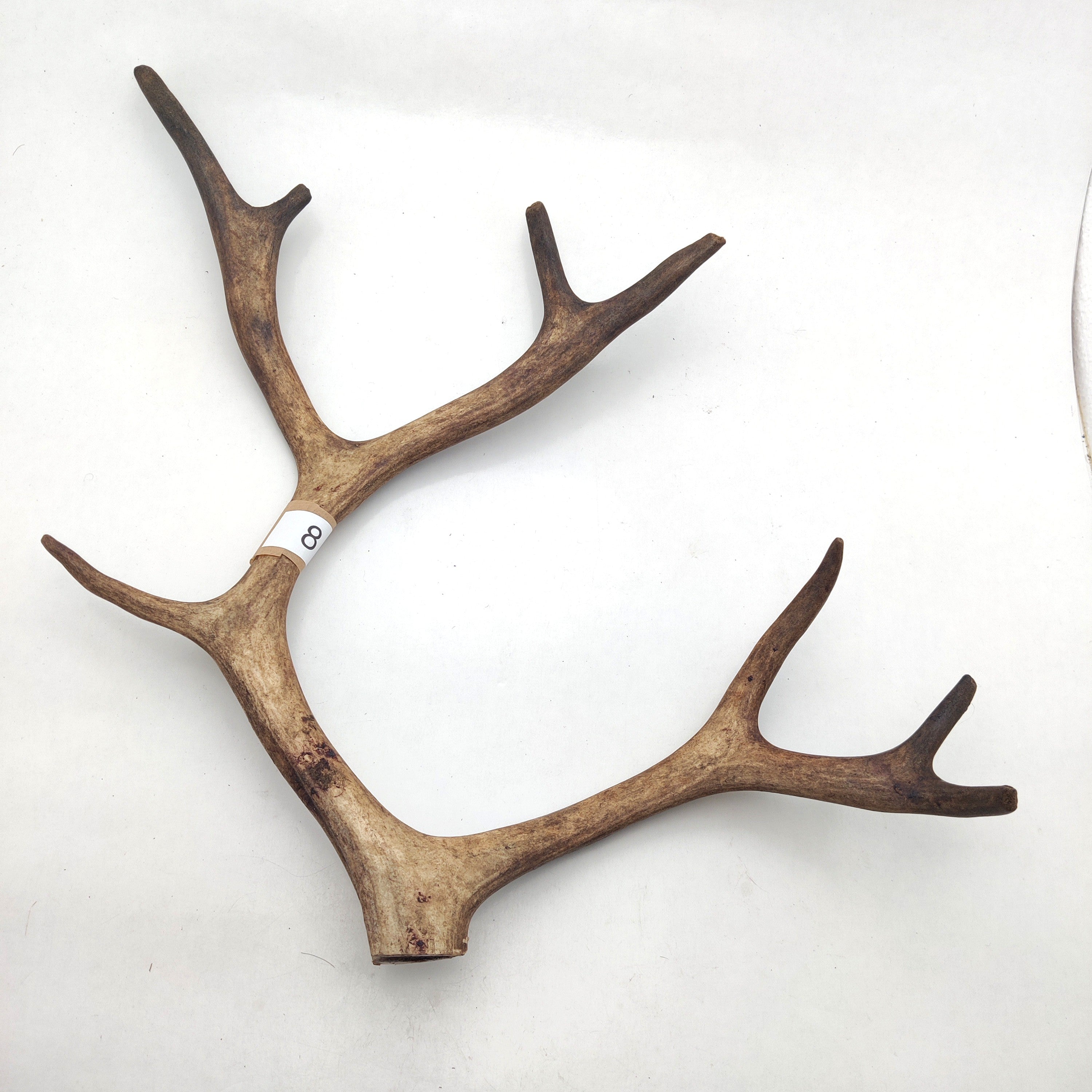 Välj ditt eget renhorn