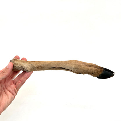 Emmzo - Svenskt viltben med päls och klöve (Cirka 20-35cm)
