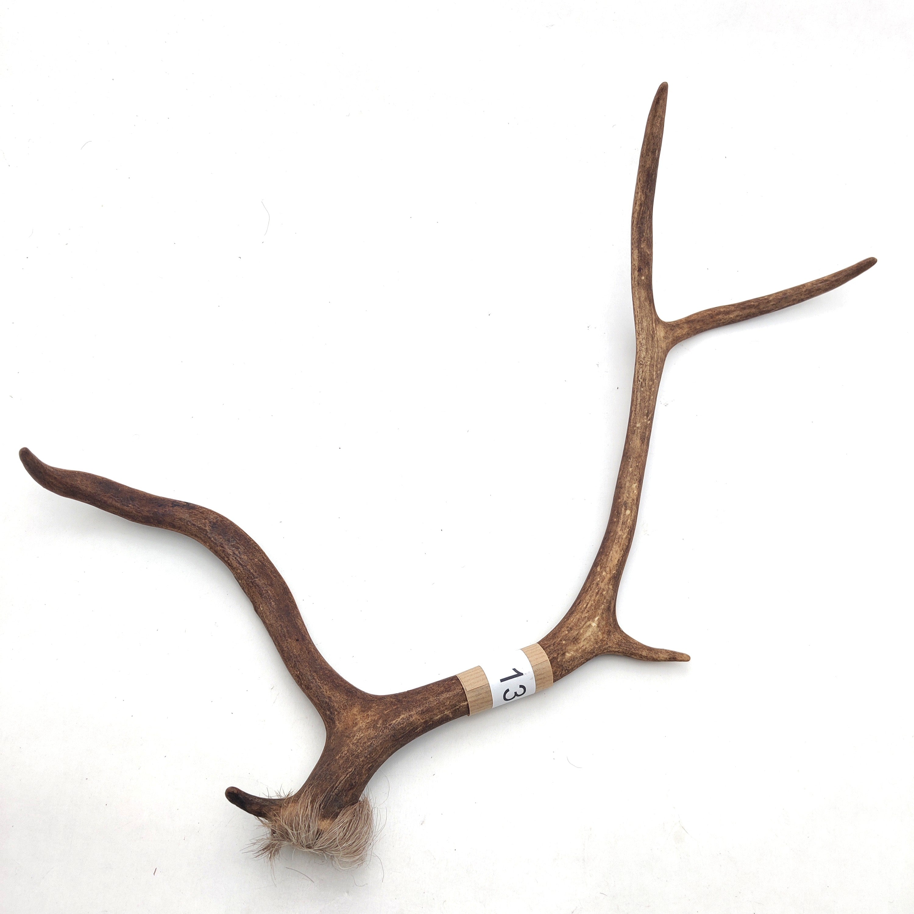 Välj ditt eget renhorn