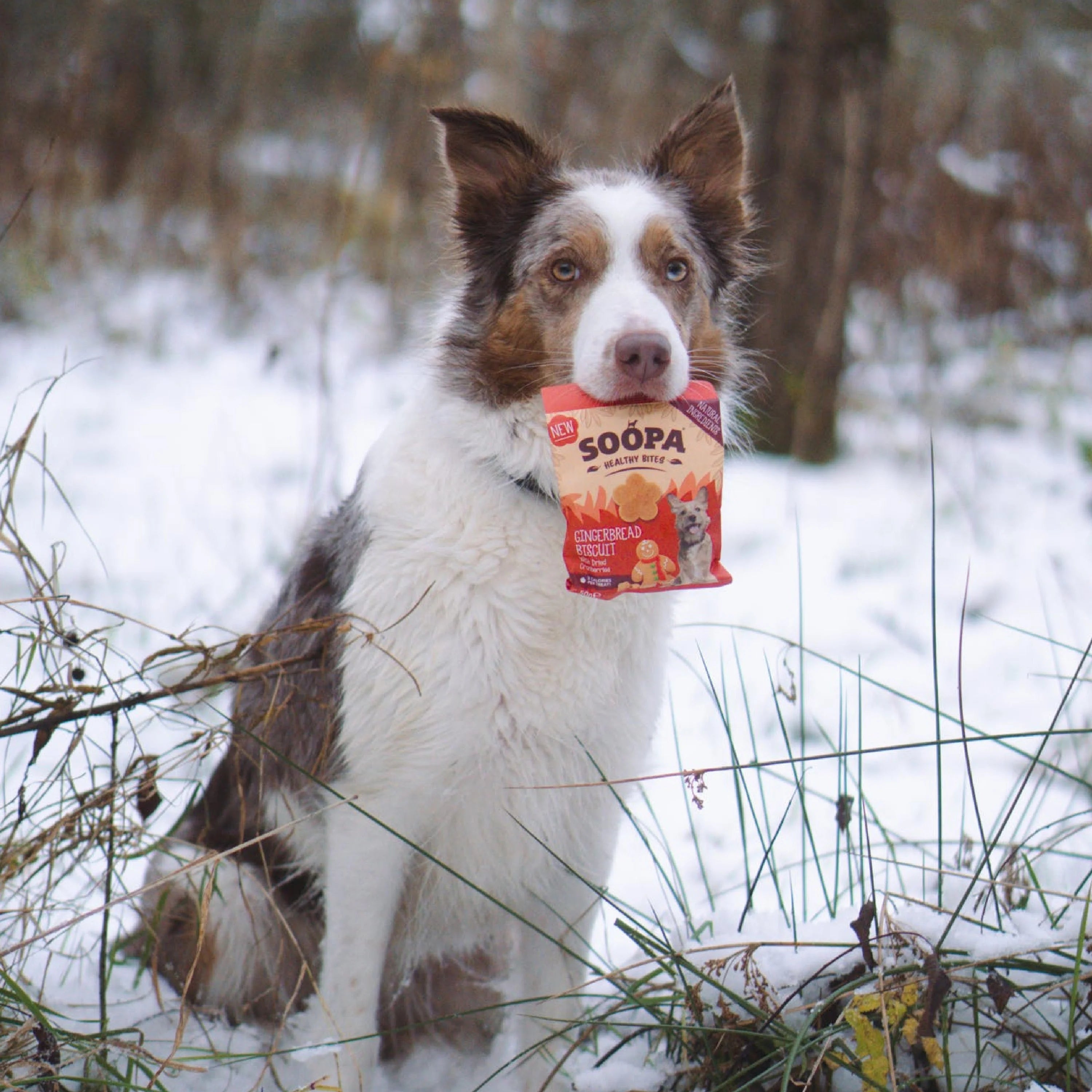 Soopa - Hundgodis | Gingerbread Biscuit, Ingerfära och tranbär (50g, 50 bitar)