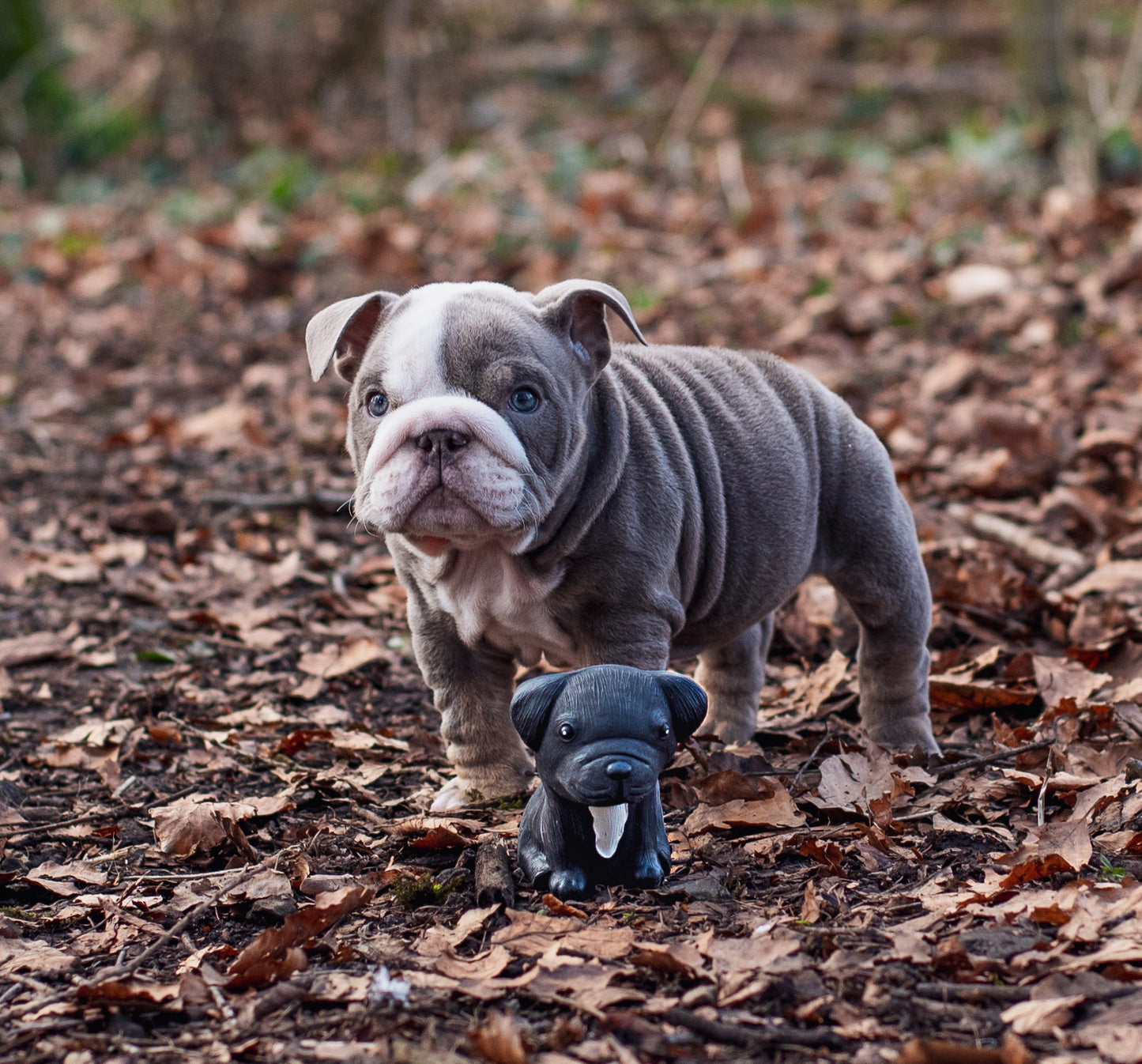 Hevea - Hundleksak i naturgummi (Fransk Bulldog)