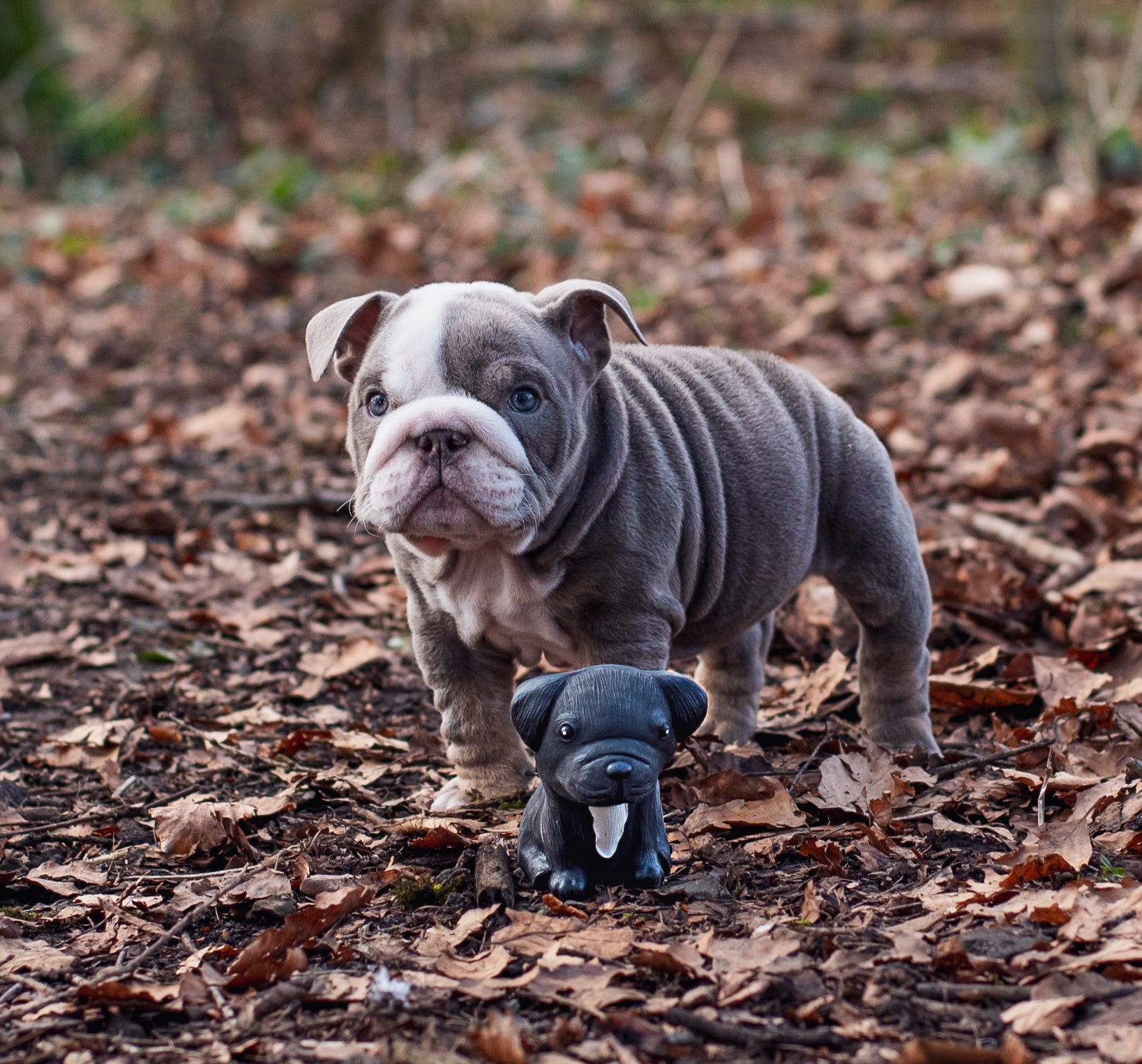 Hevea - Hundleksak i naturgummi (Fransk Bulldog)