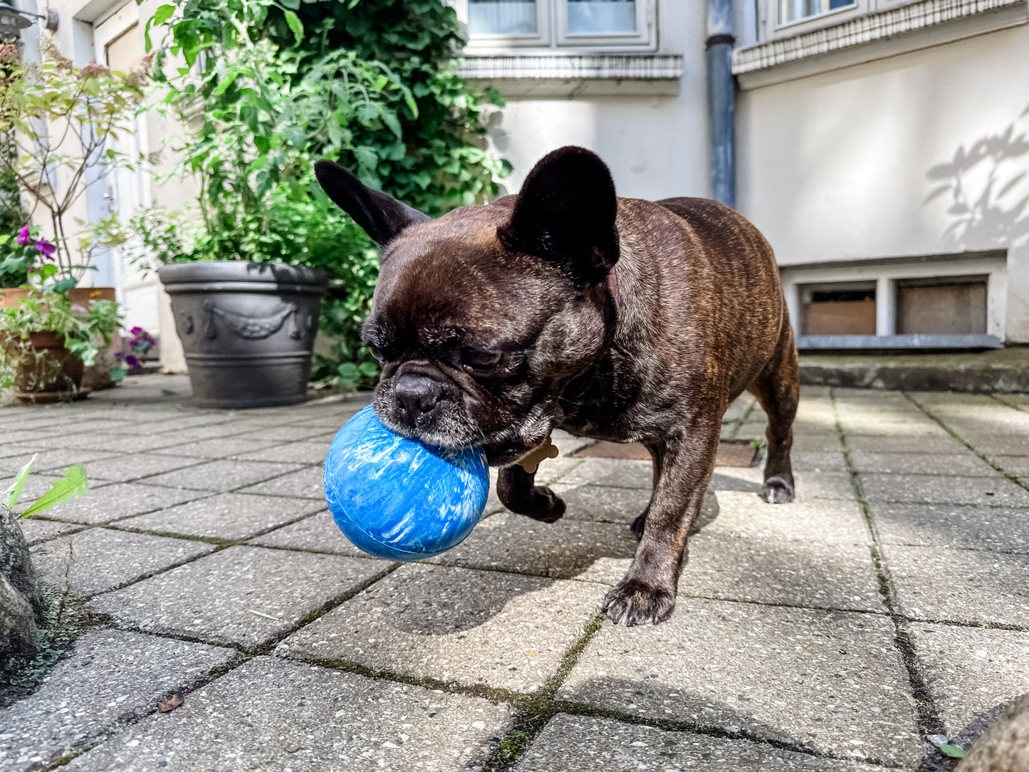 Hevea - Planet ball | kast- och aktivitetsboll i naturgummi