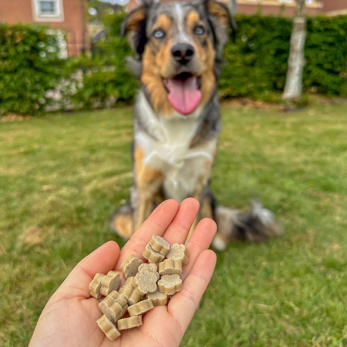 Soopa - Hundgodis | Pumpkin Spiced Latte, Pumpa och kanel (50g, 50 bitar)