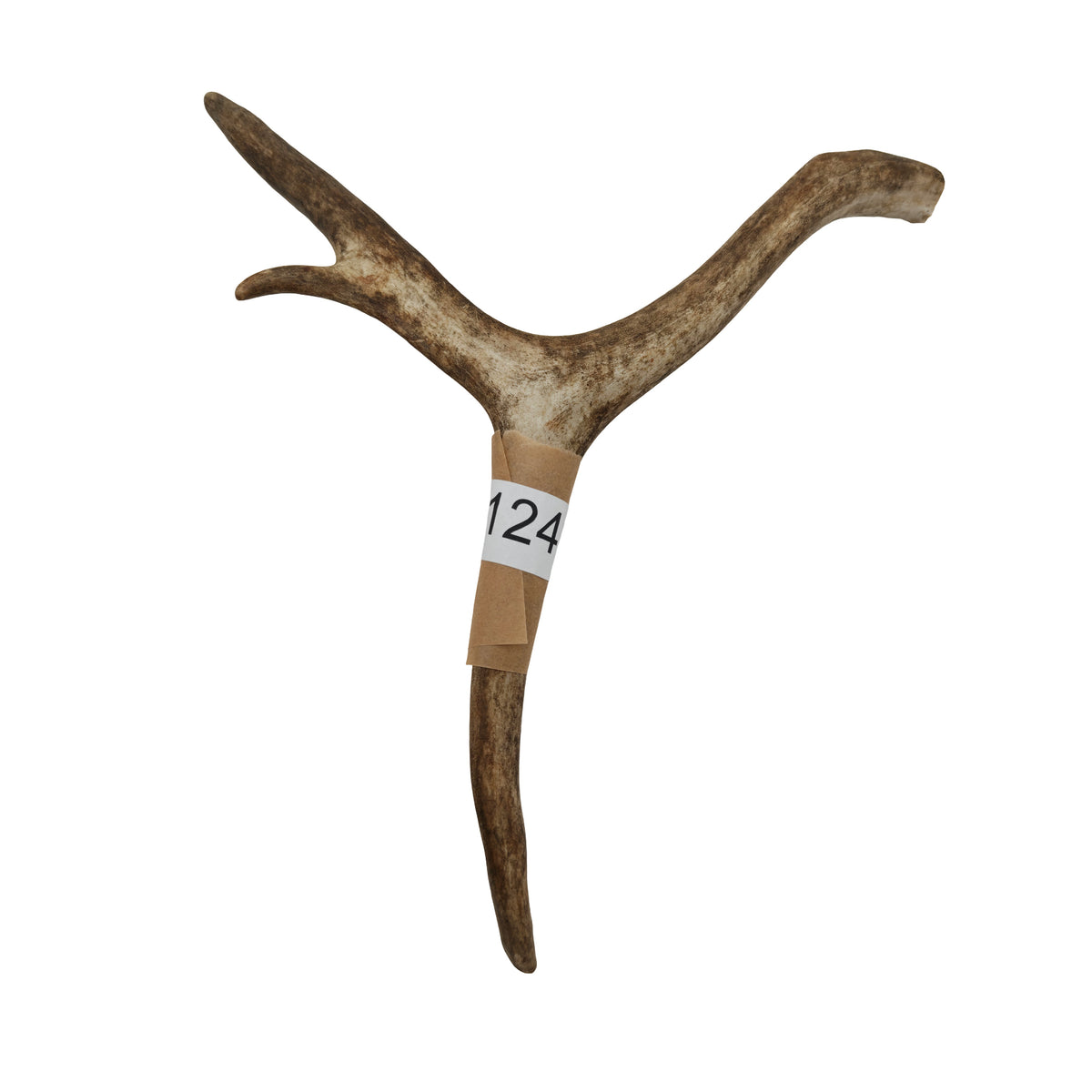 Renhorn nr 124 – naturligt tuggben från svensk ren