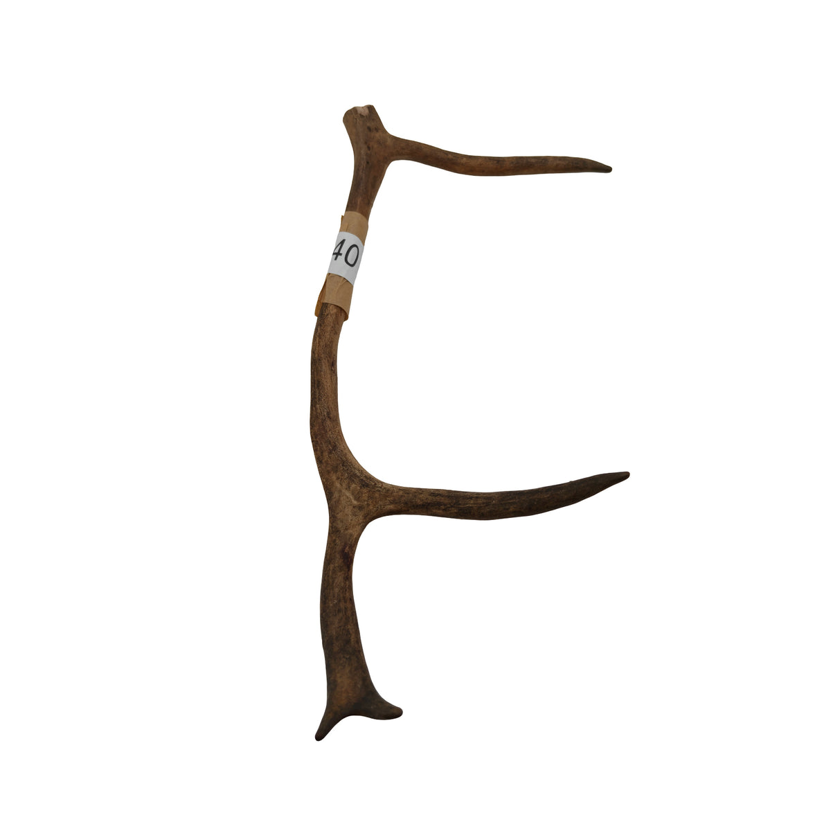 Renhorn nr 40 – naturligt tuggben från svensk ren