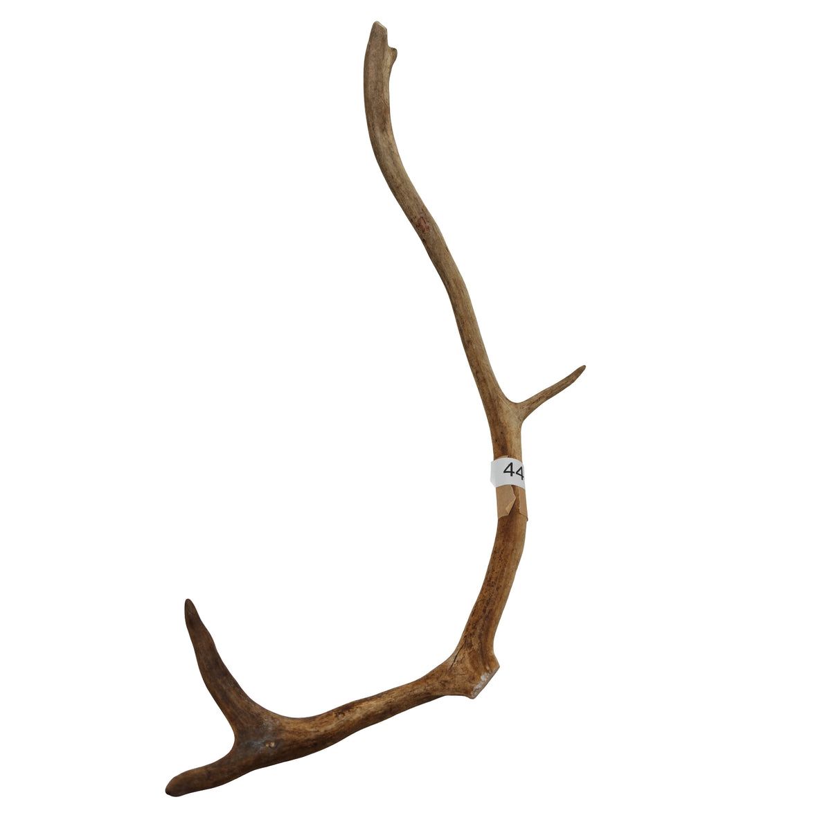 Renhorn nr 44 – naturligt tuggben från svensk ren