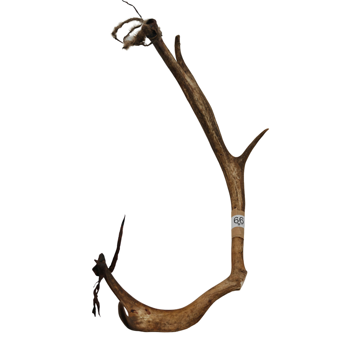 Renhorn nr 66 – naturligt tuggben från svensk ren
