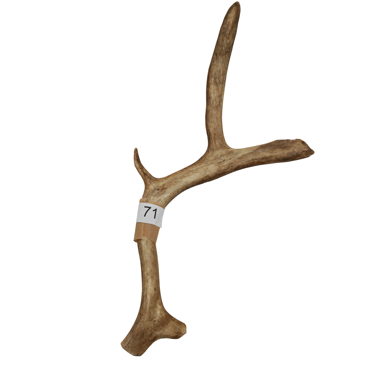 Renhorn nr 71 – naturligt tuggben från svensk ren