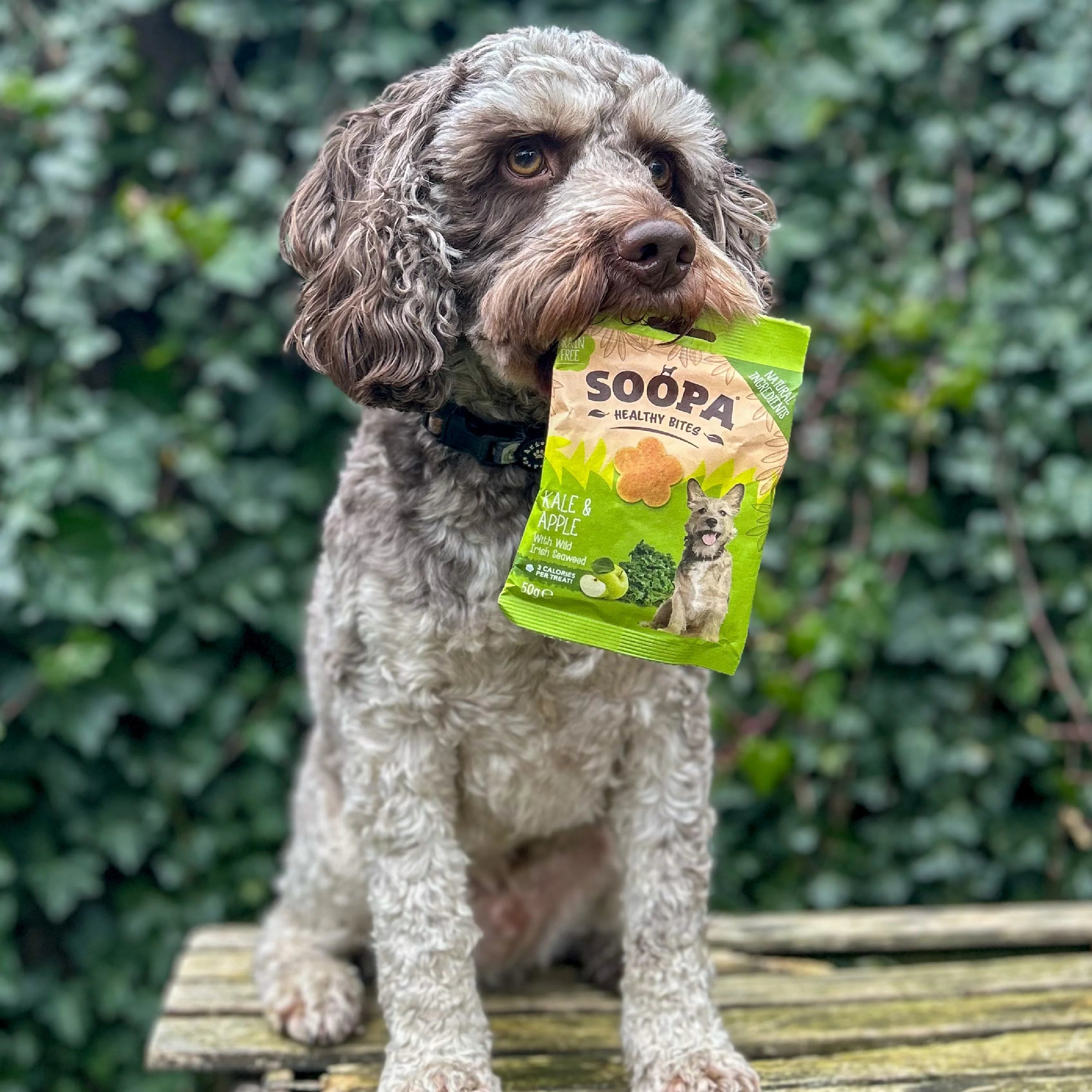 Soopa - Hundgodis | Grönkål och äpple (50g, 50 bitar)
