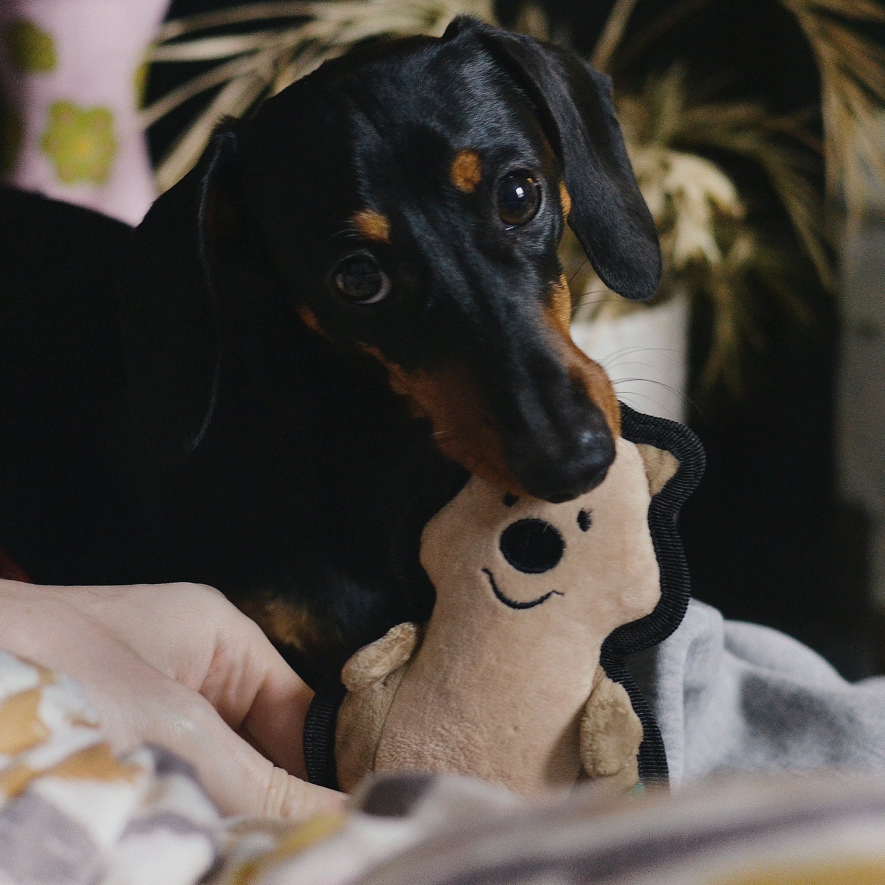 Beco - Quinn | Tålig koala med pip