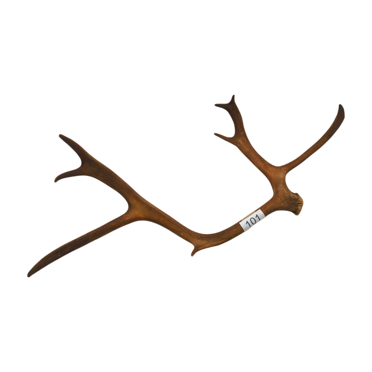 Välj ditt eget renhorn