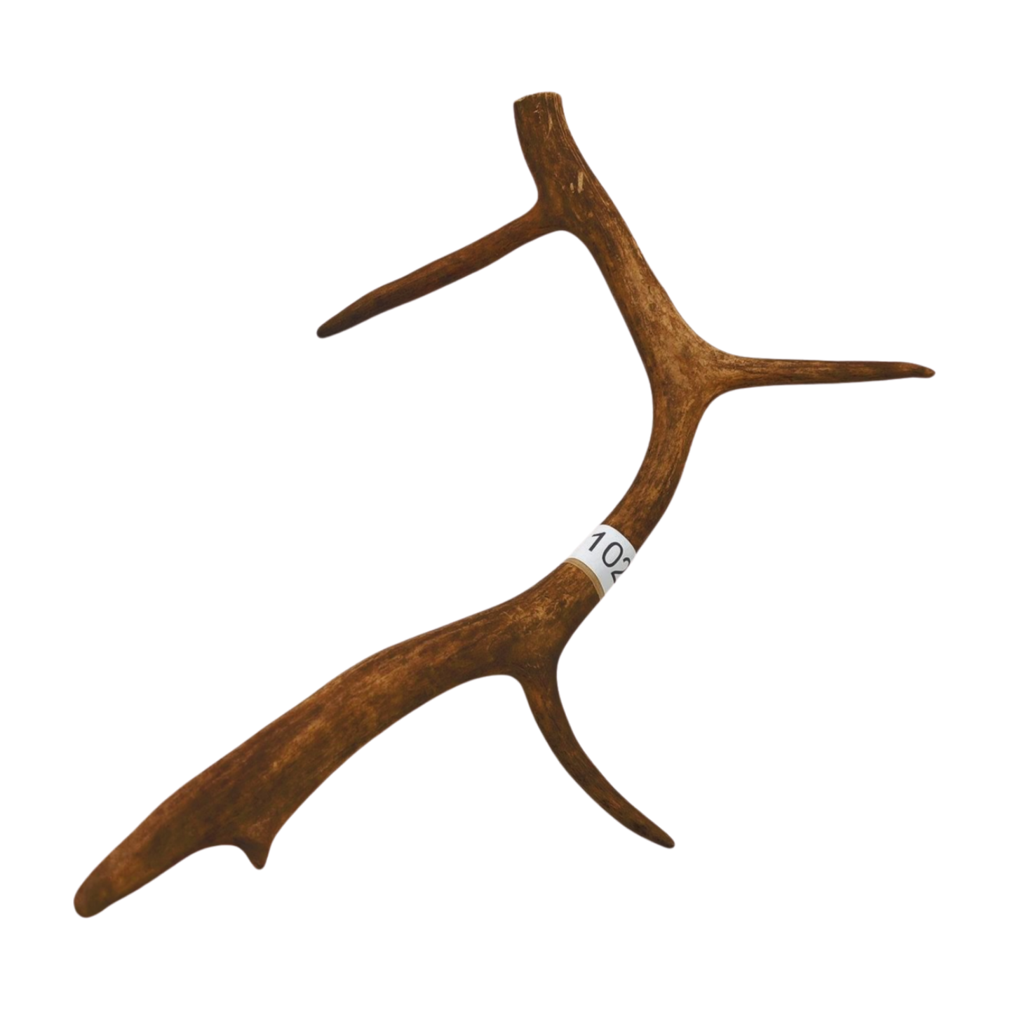 Välj ditt eget renhorn