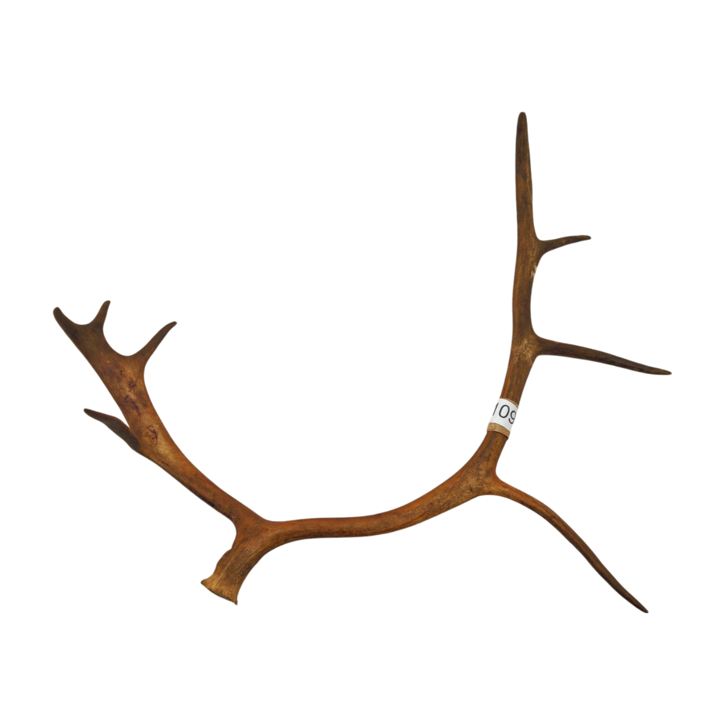 Välj ditt eget renhorn