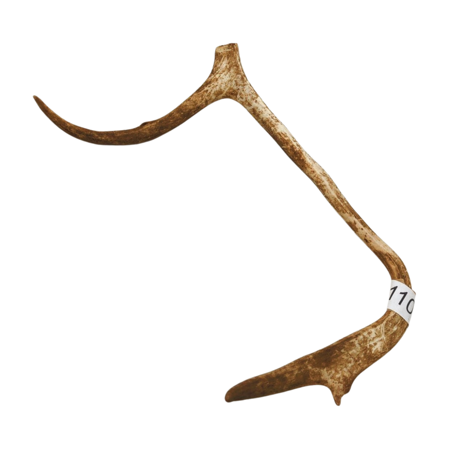 Välj ditt eget renhorn