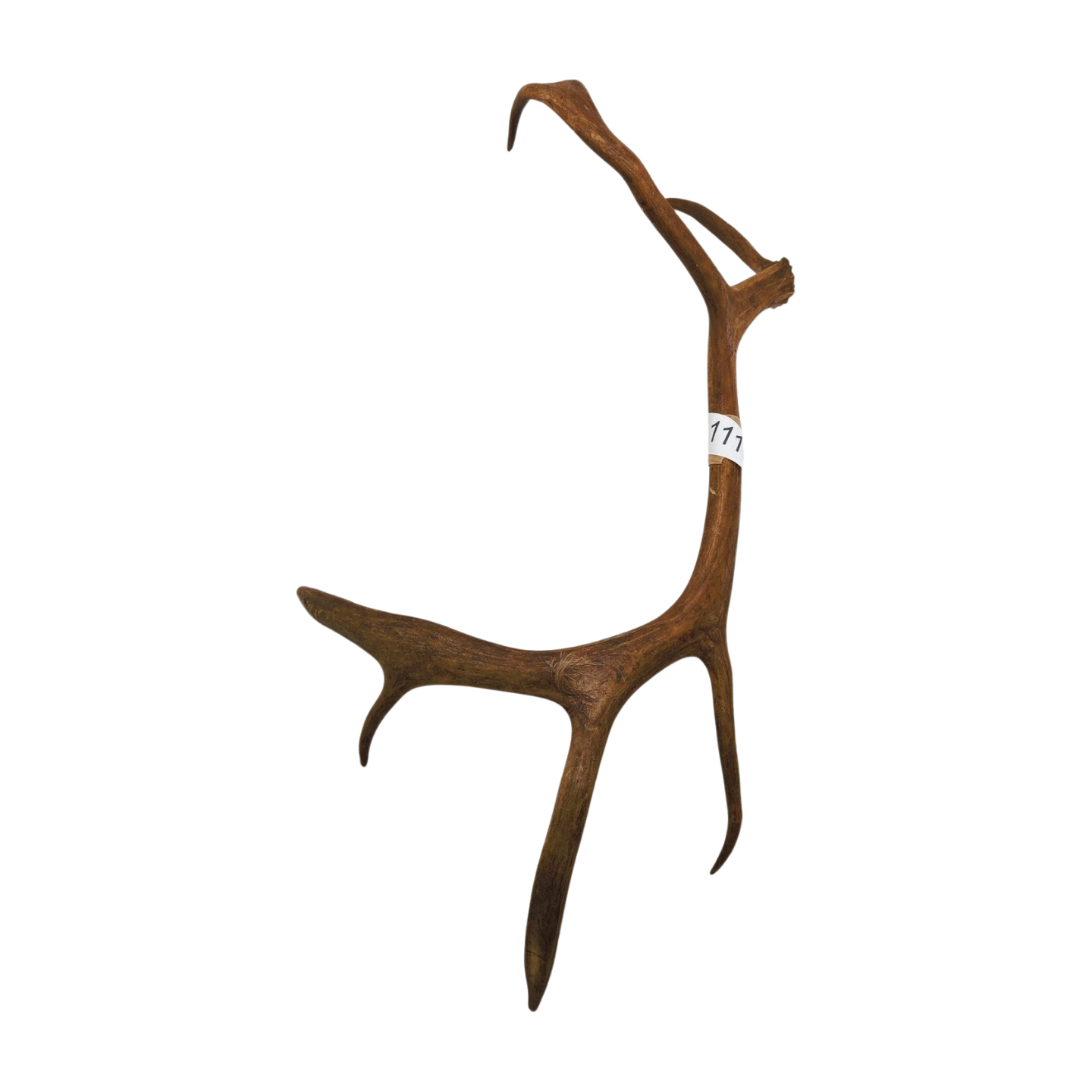 Välj ditt eget renhorn