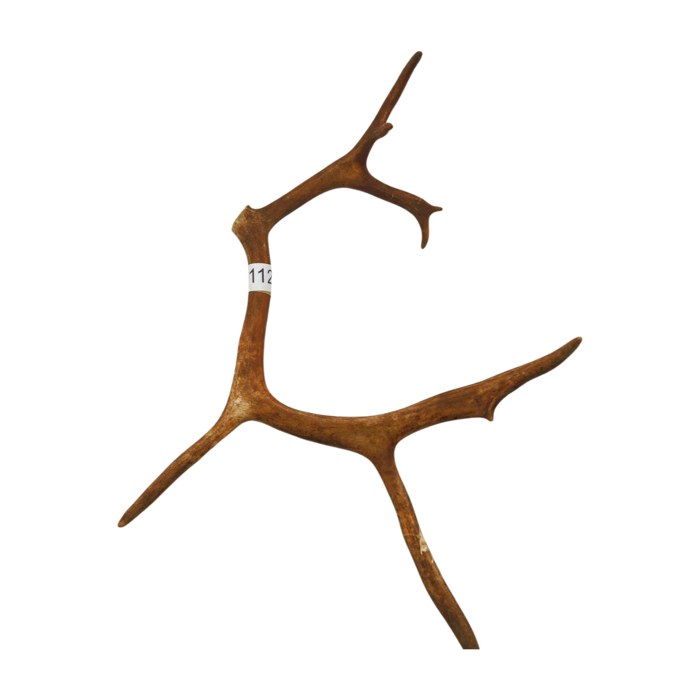 Välj ditt eget renhorn