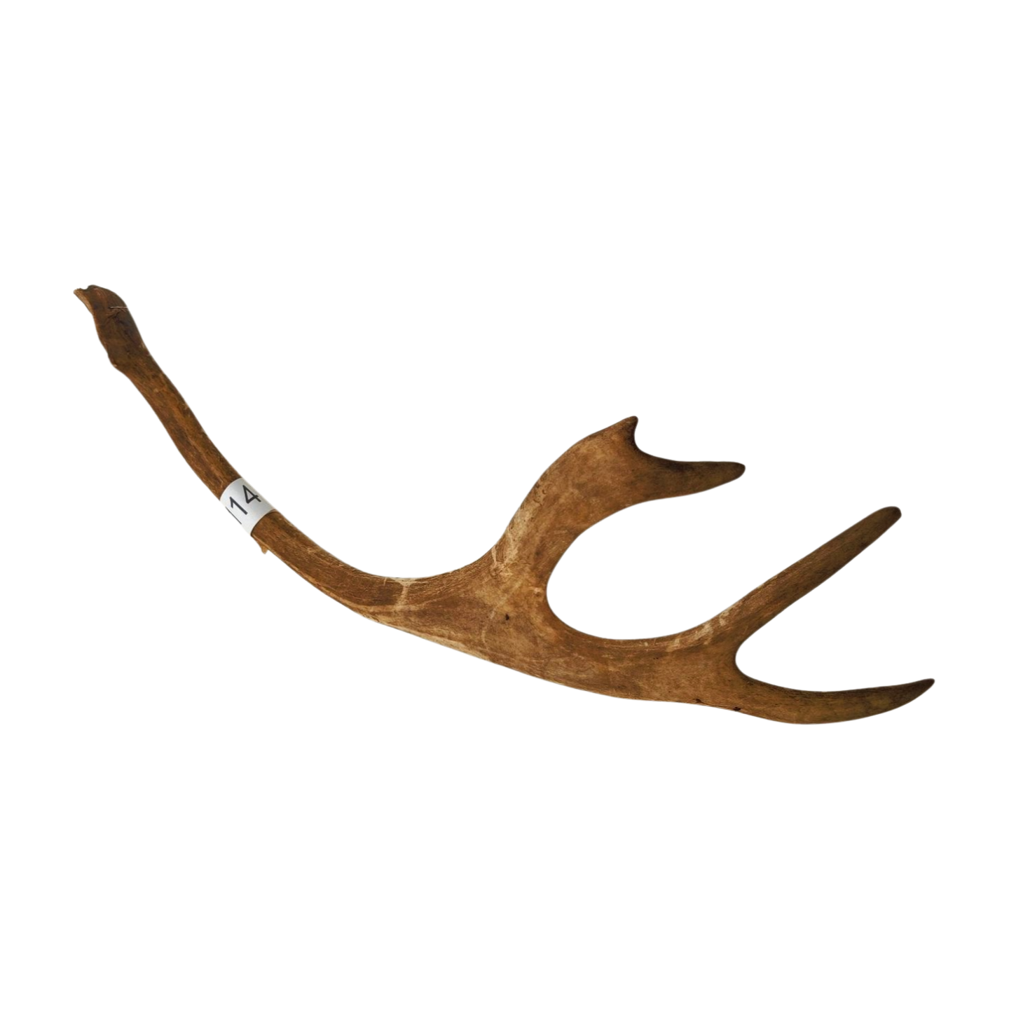 Välj ditt eget renhorn