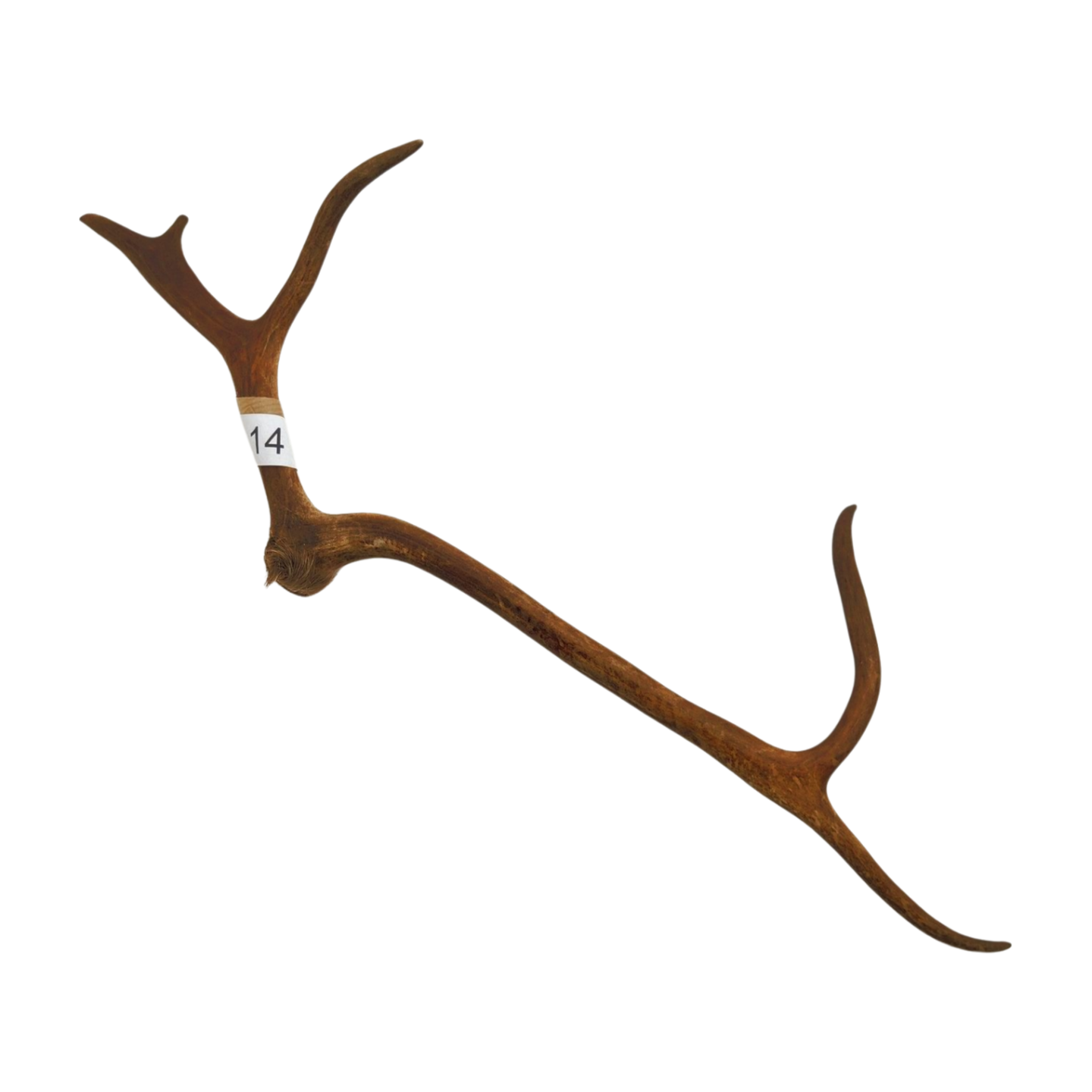 Välj ditt eget renhorn