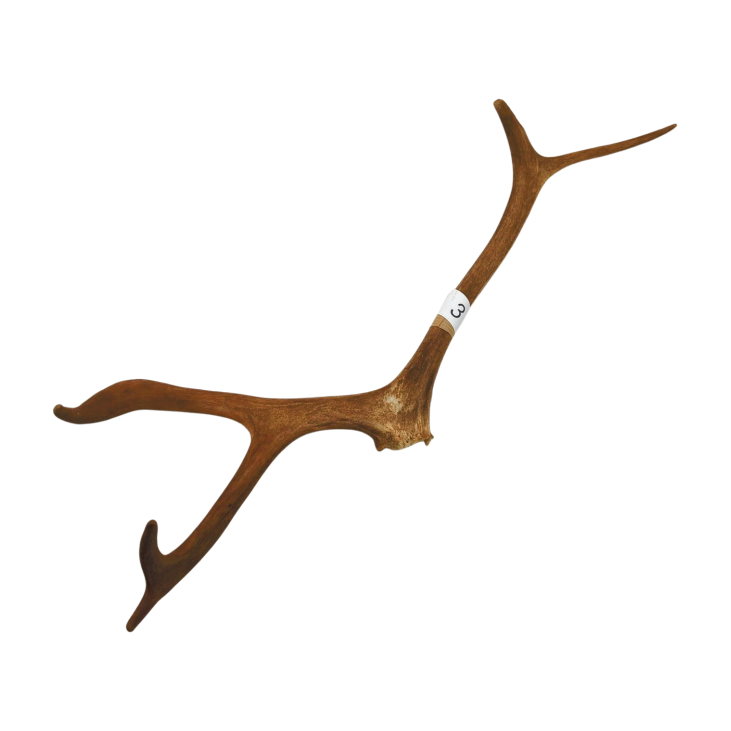 Välj ditt eget renhorn