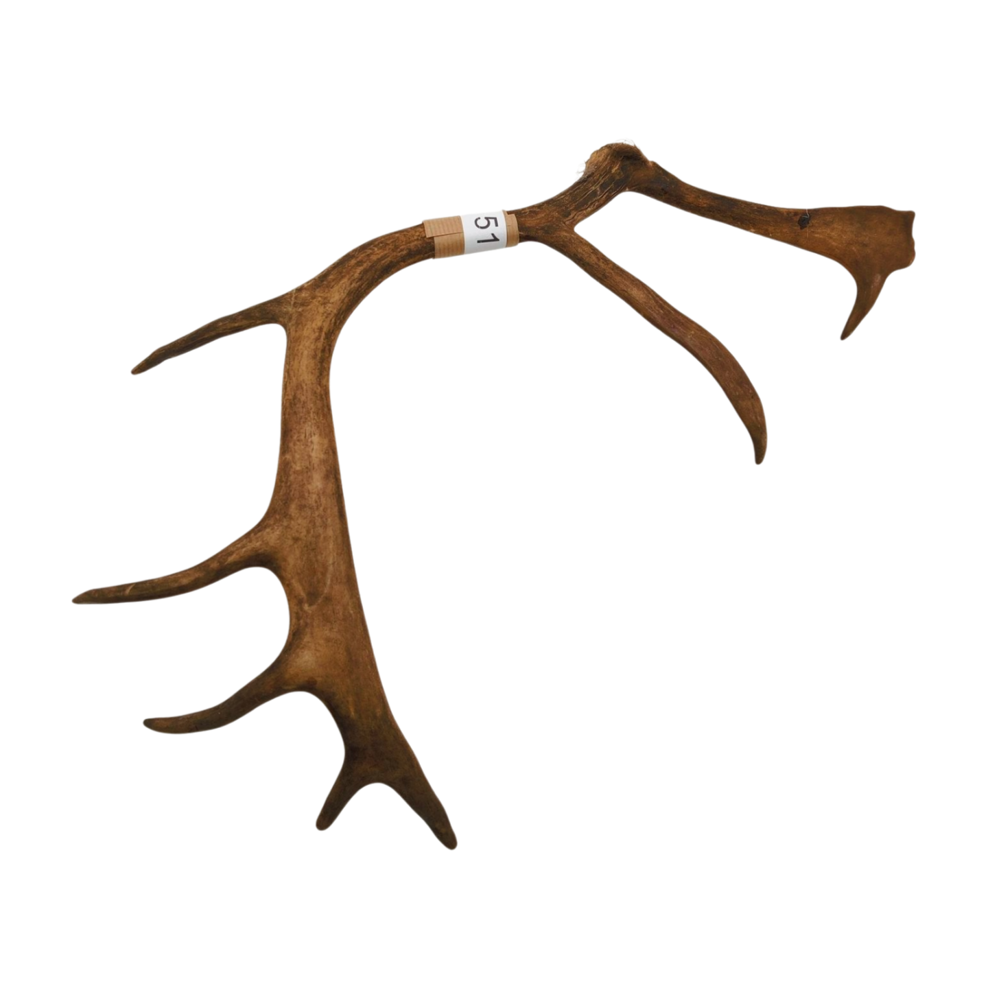 Välj ditt eget renhorn