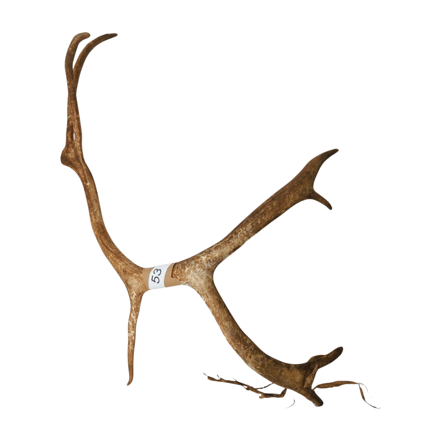 Välj ditt eget renhorn