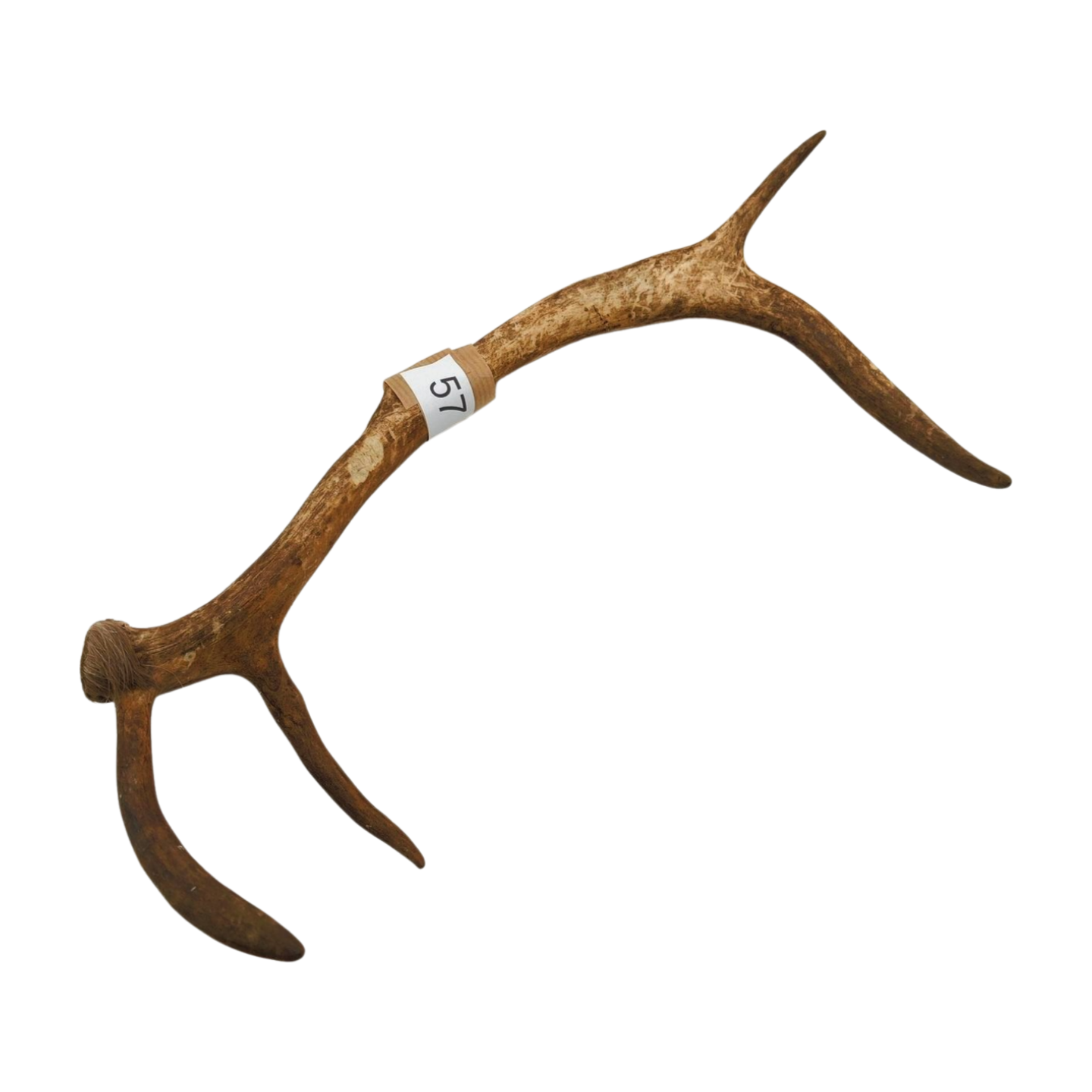 Välj ditt eget renhorn