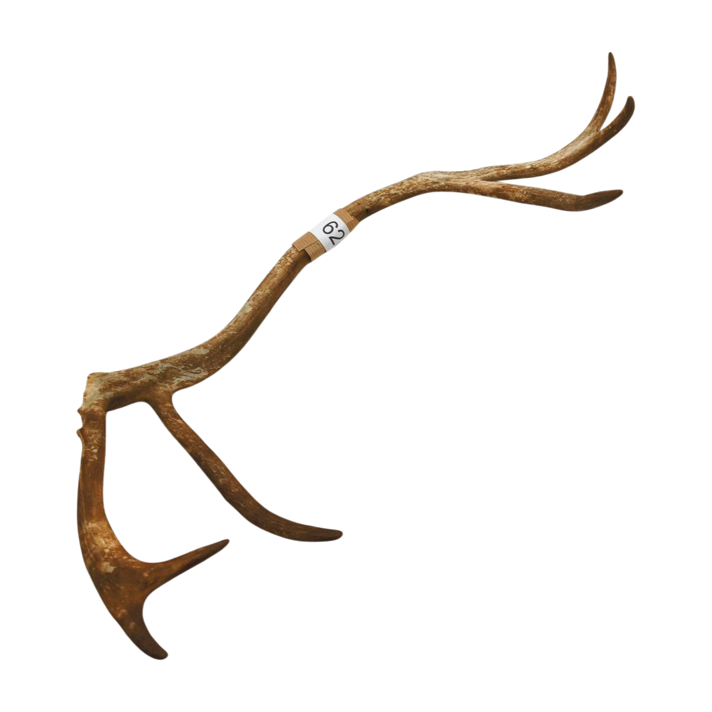 Välj ditt eget renhorn