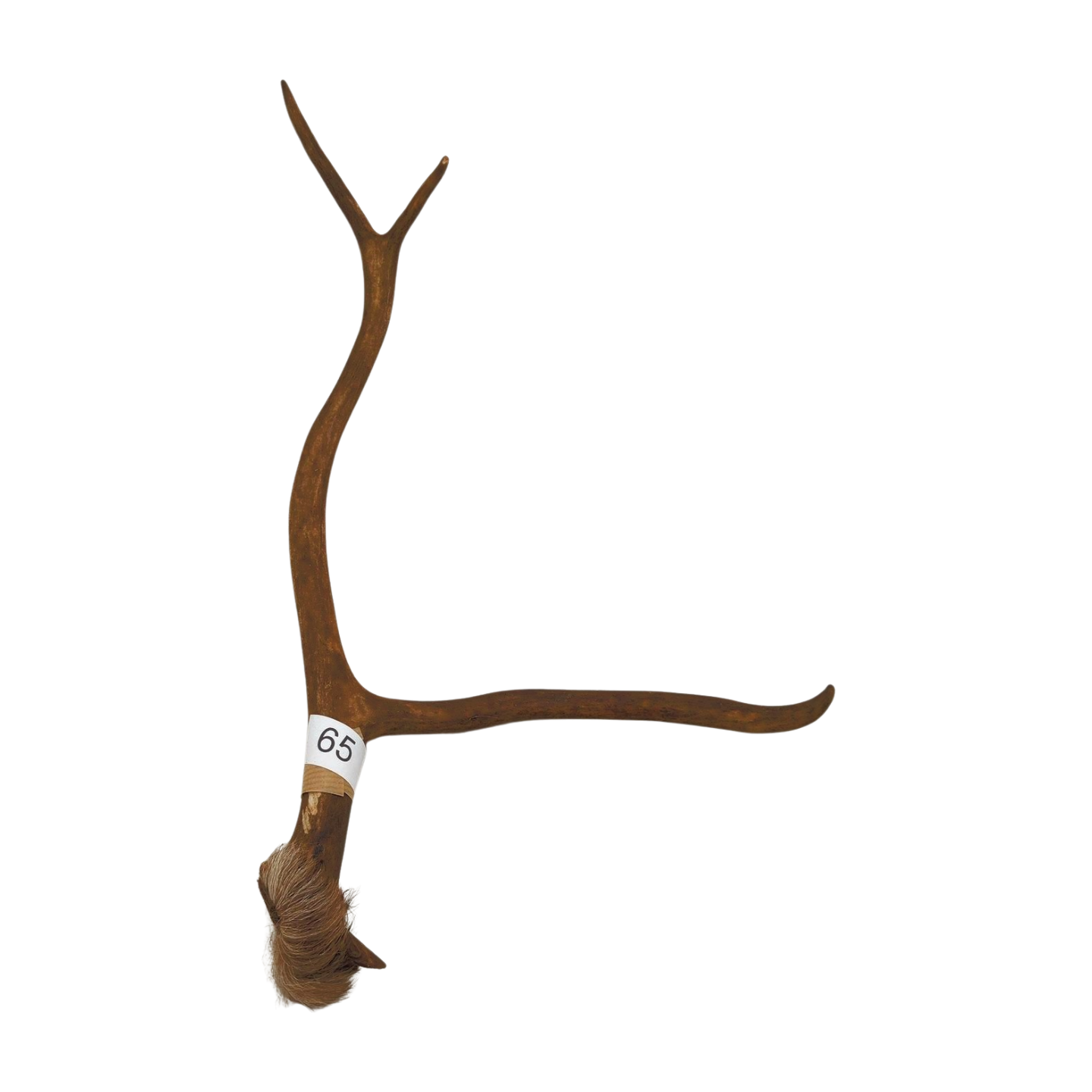 Välj ditt eget renhorn