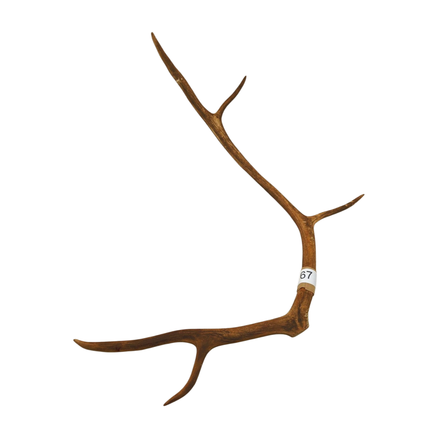 Välj ditt eget renhorn