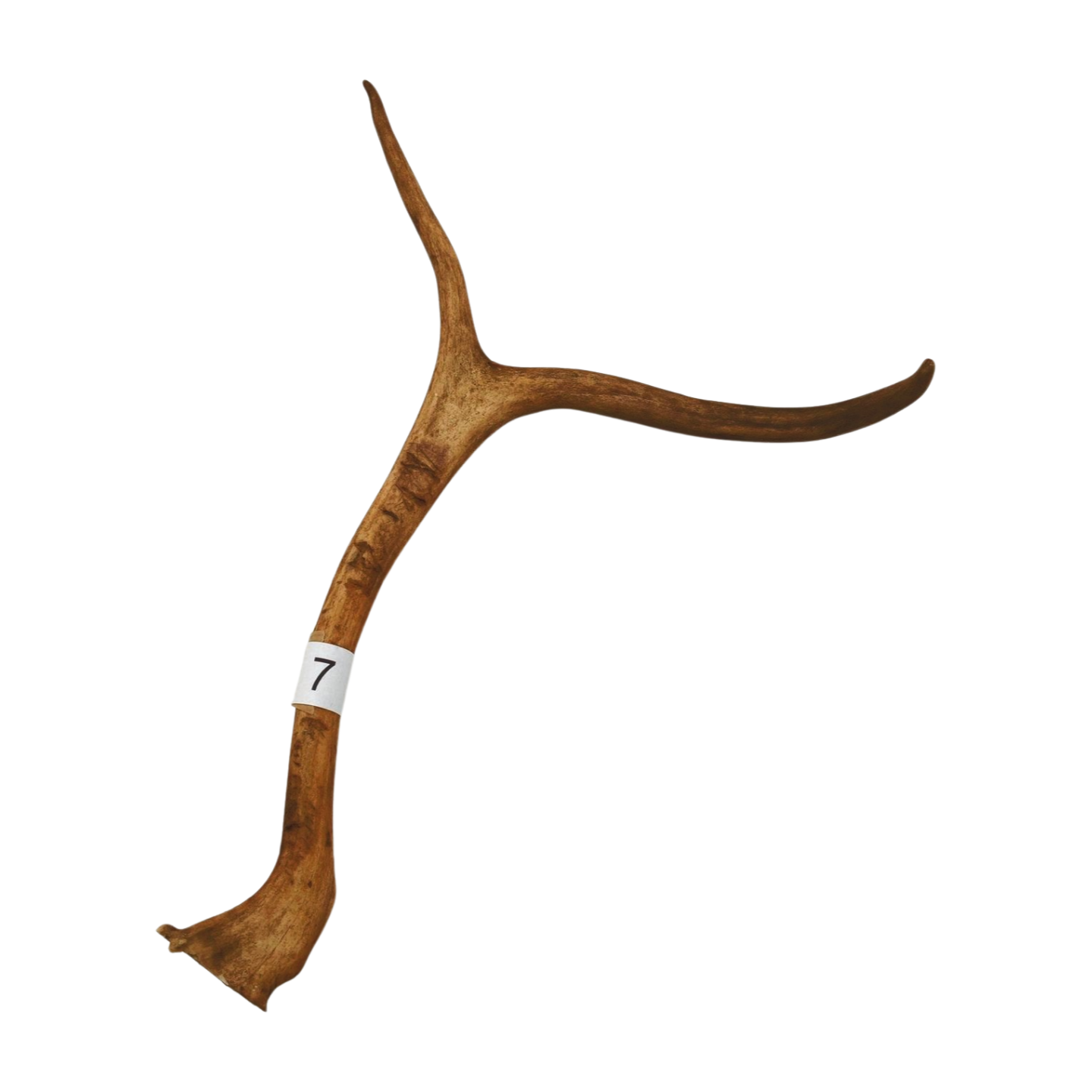 Välj ditt eget renhorn