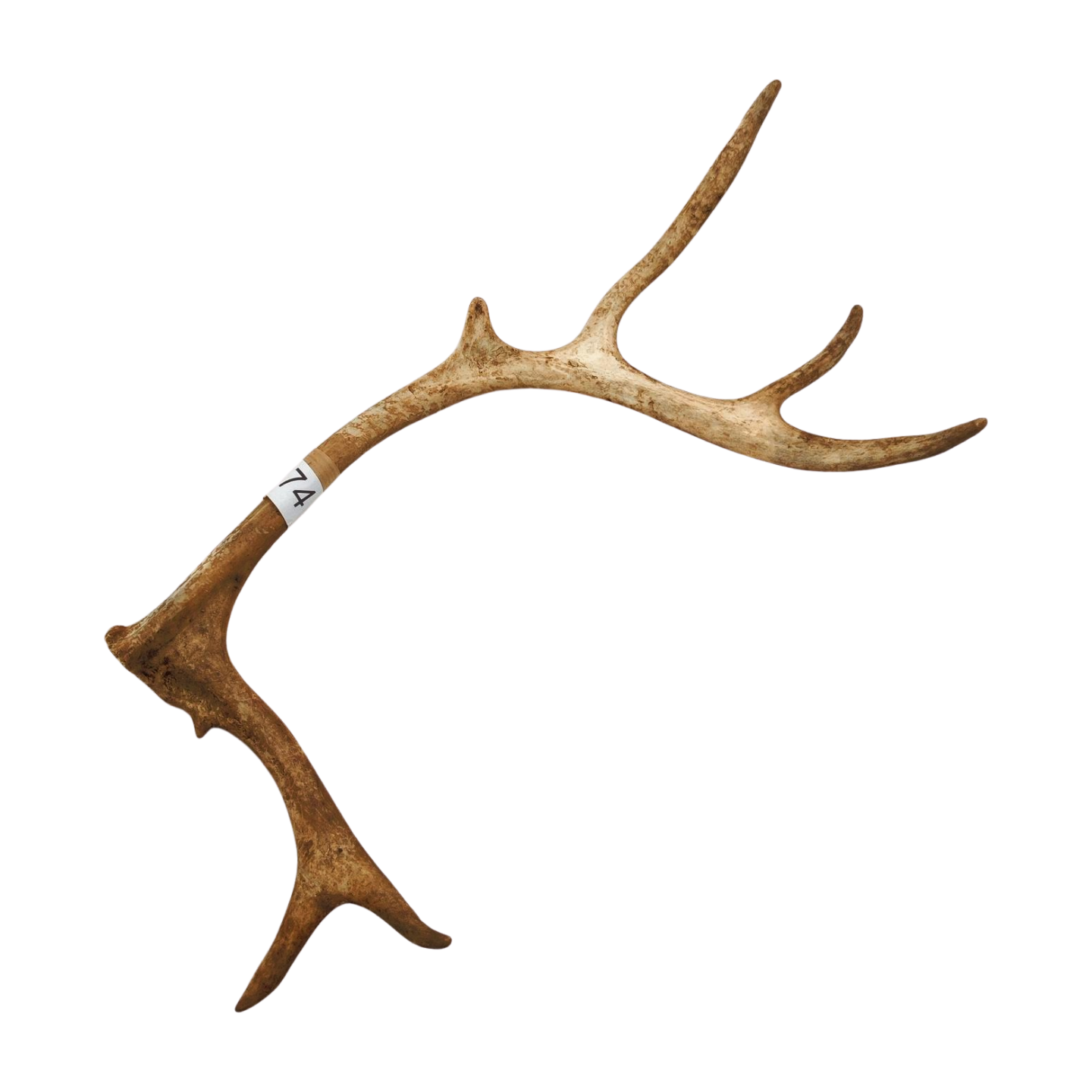 Välj ditt eget renhorn