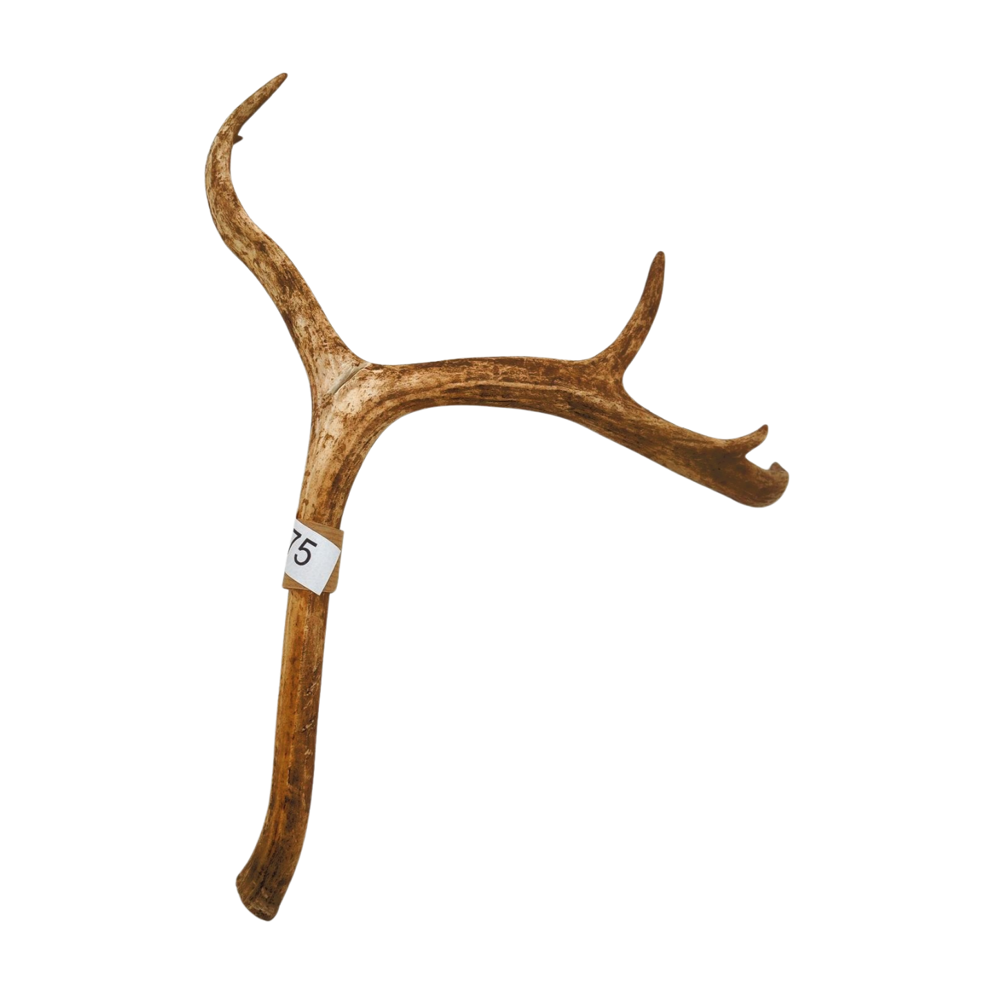 Välj ditt eget renhorn