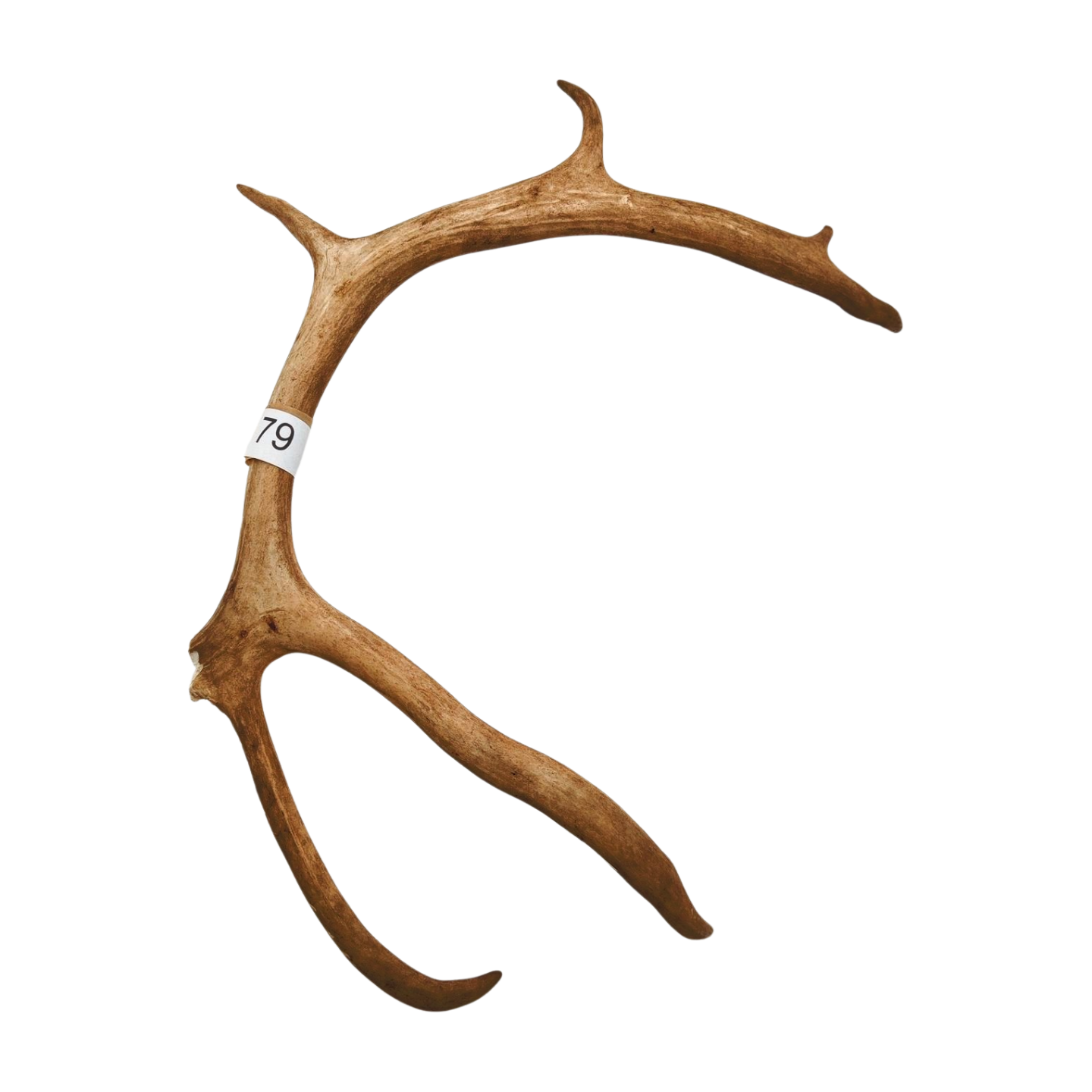 Välj ditt eget renhorn