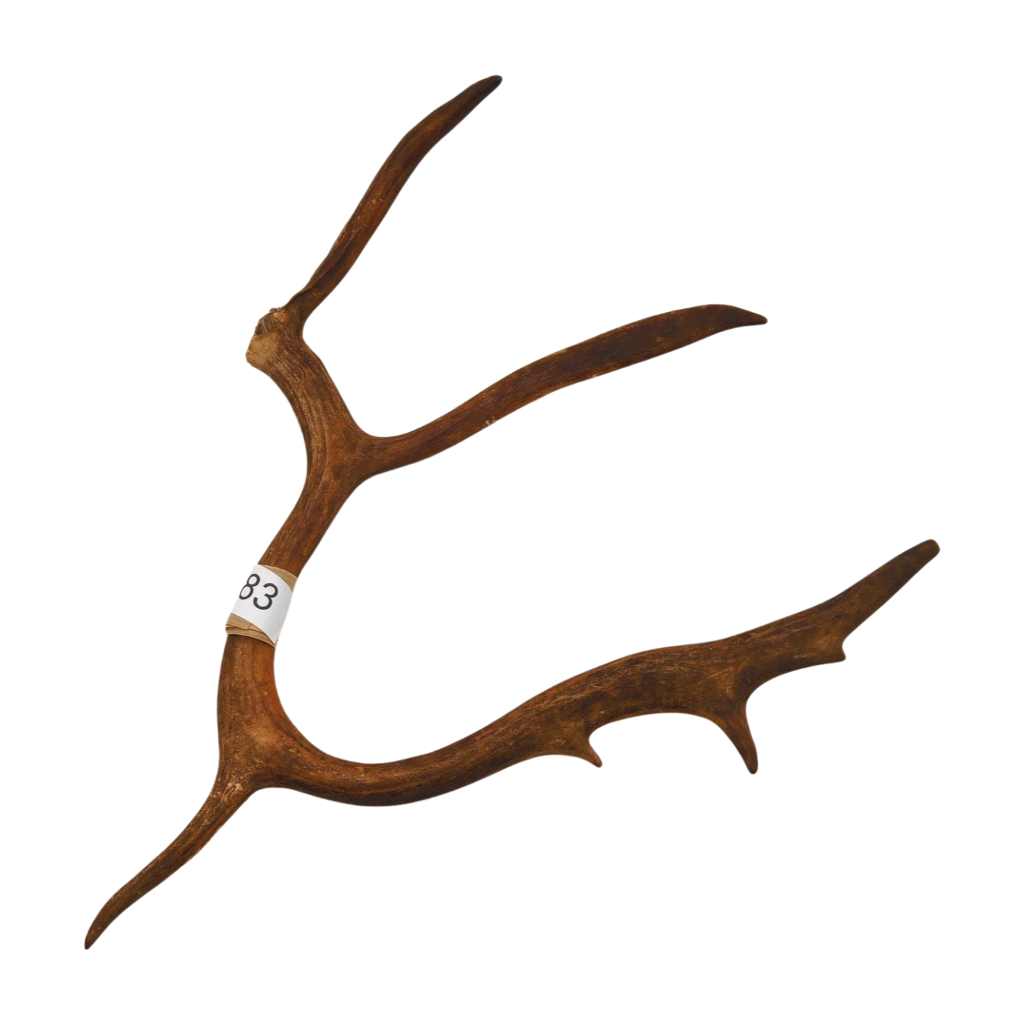 Välj ditt eget renhorn