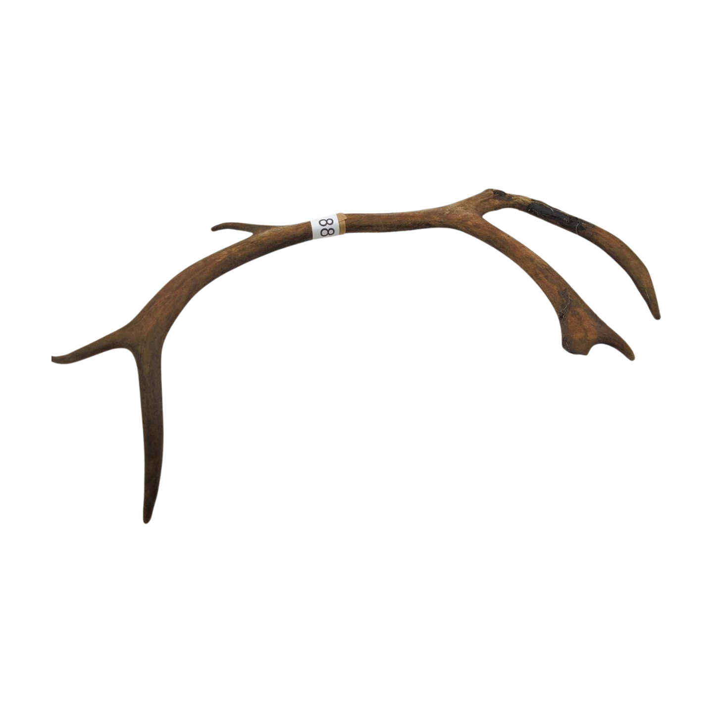 Välj ditt eget renhorn