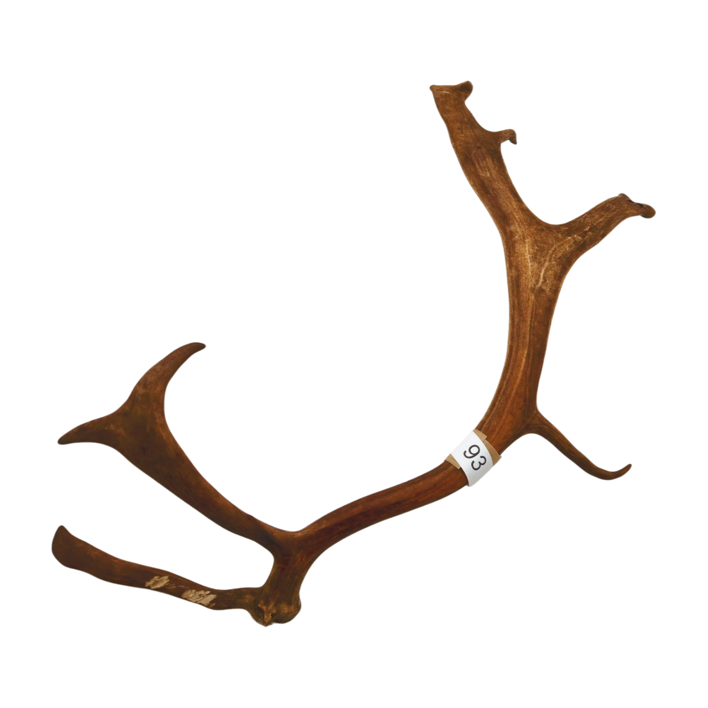 Välj ditt eget renhorn