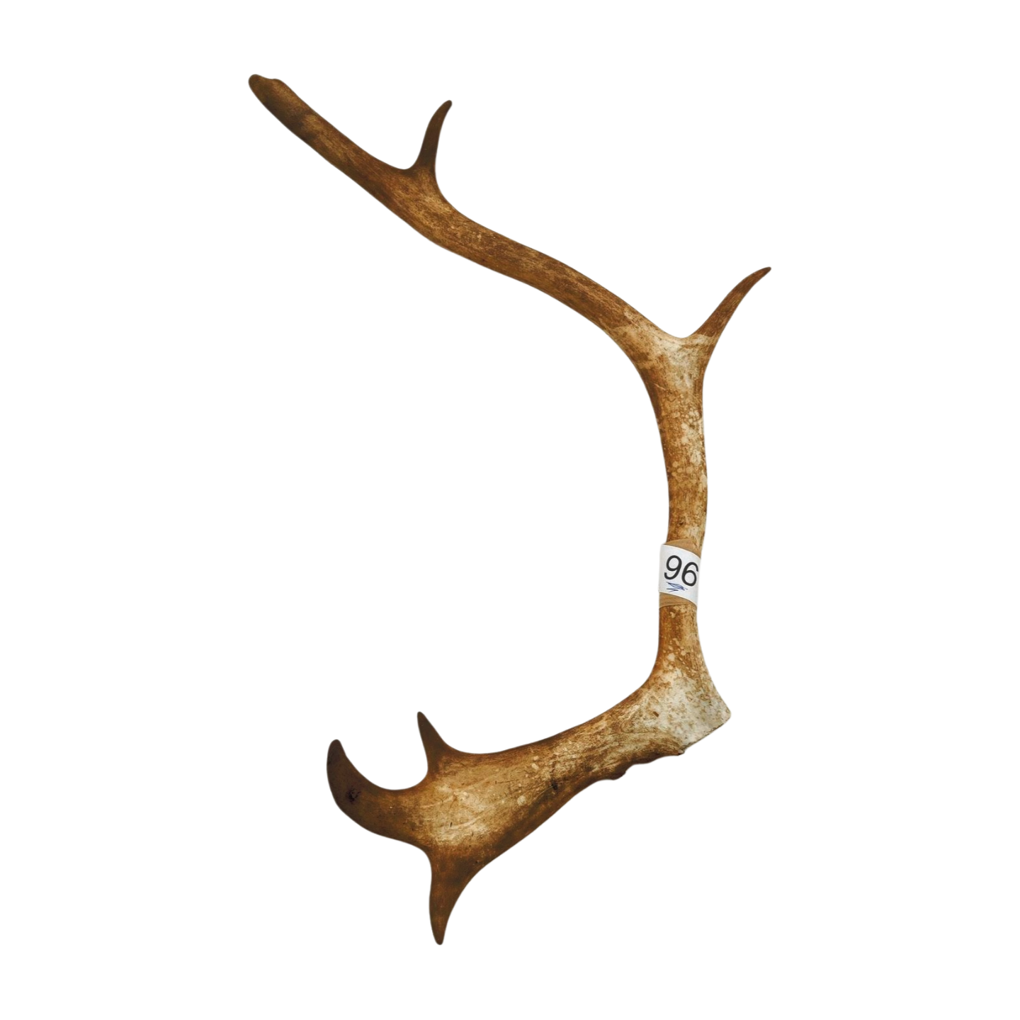 Välj ditt eget renhorn