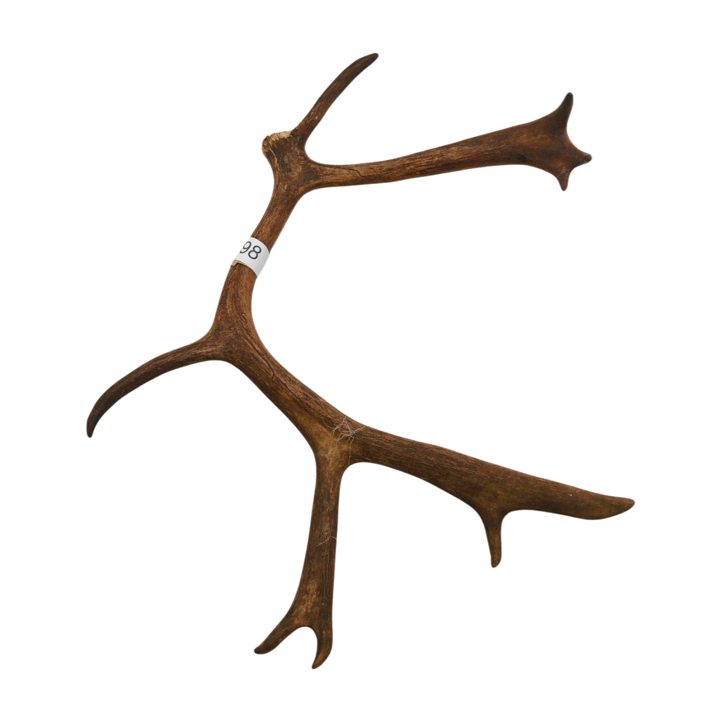 Välj ditt eget renhorn