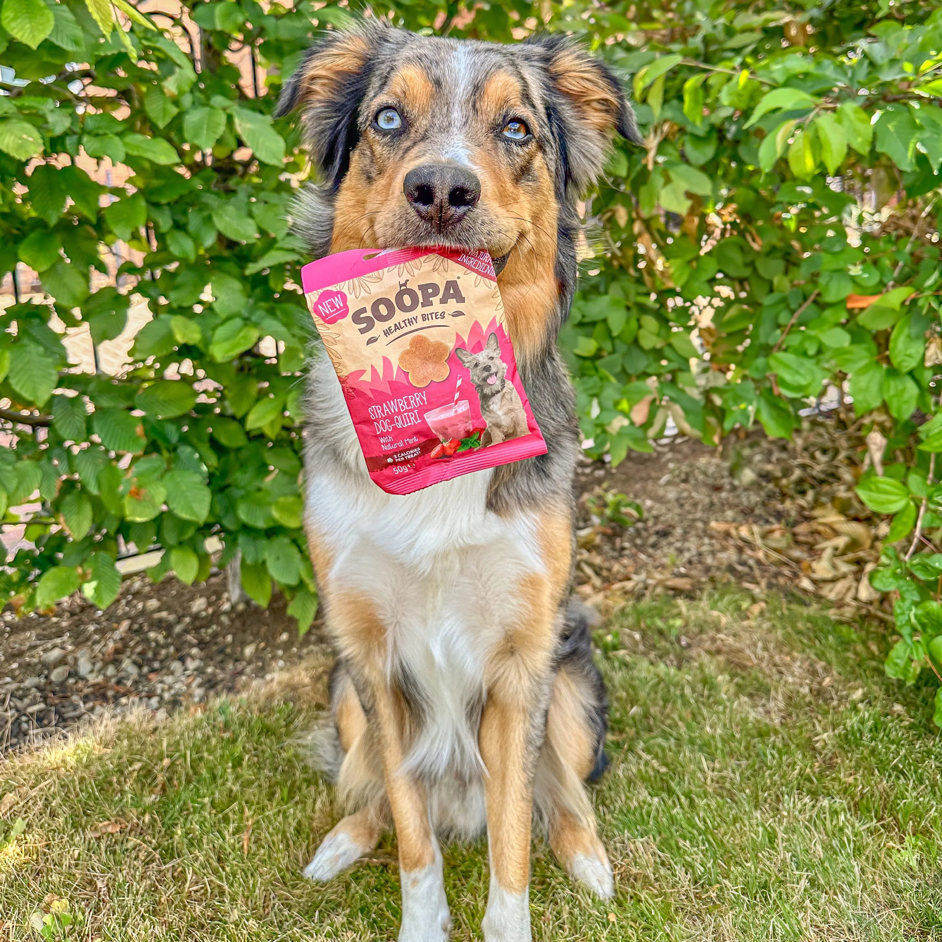 Soopa - Hundgodis | Strawberry Dog-Quiri, jordgubb och kokos (50g, 50 bitar)