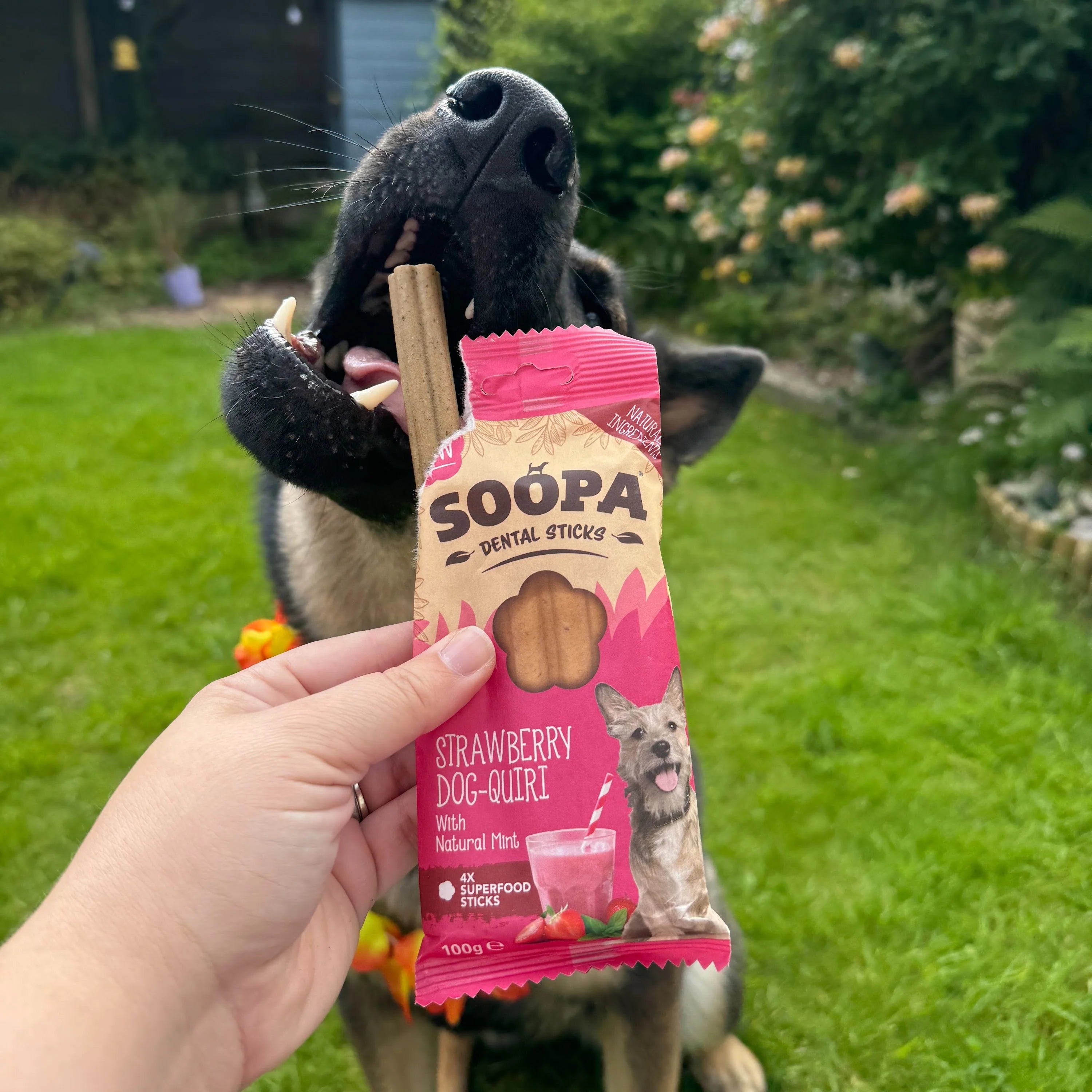 Soopa - Tuggpinnar | Strawberry Dog-Quiri - Jordgubb & Kokos (4-pack)