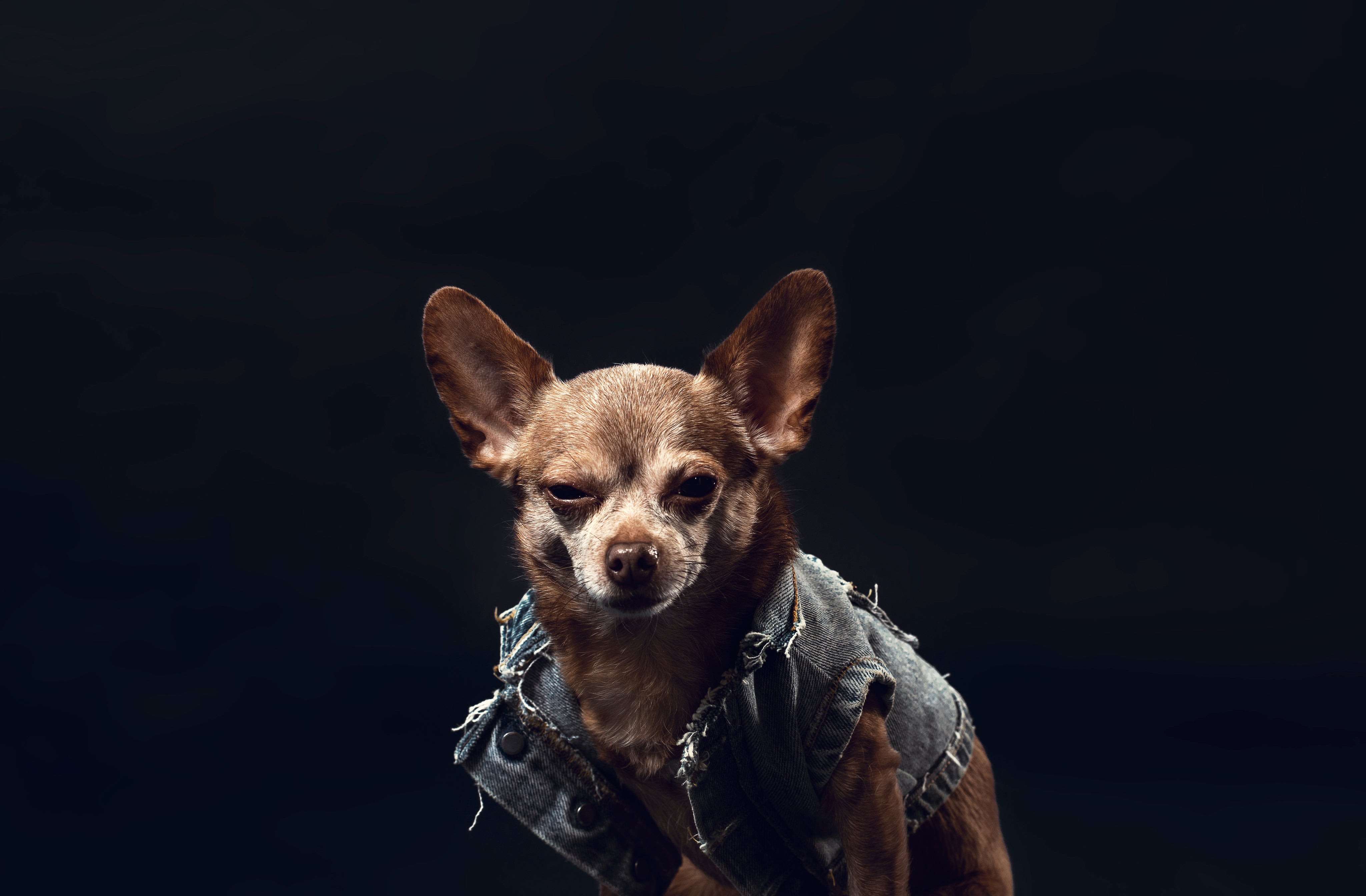 Hundben.se