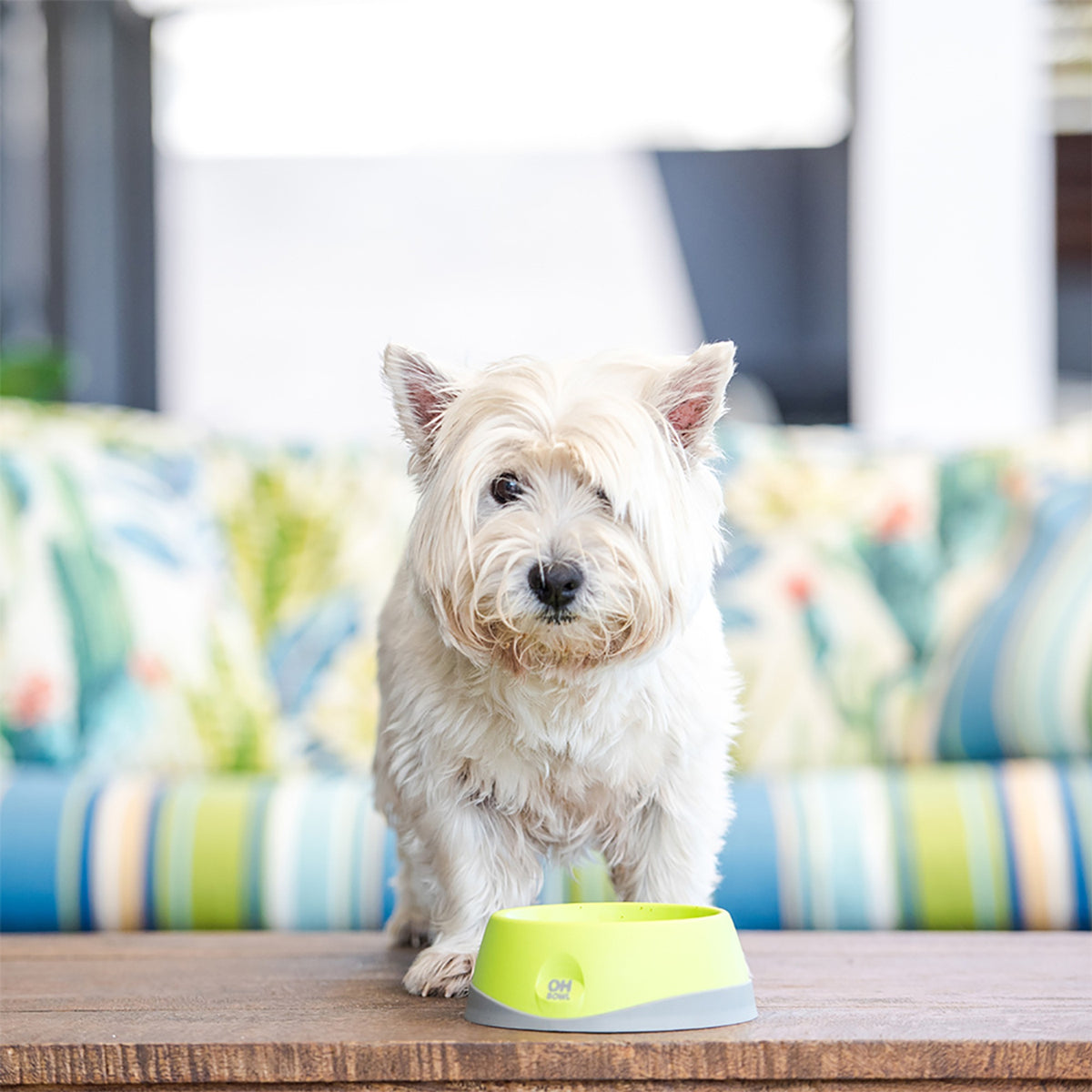 Hund vid LickiMat OH Bowl munhygienskål utomhus