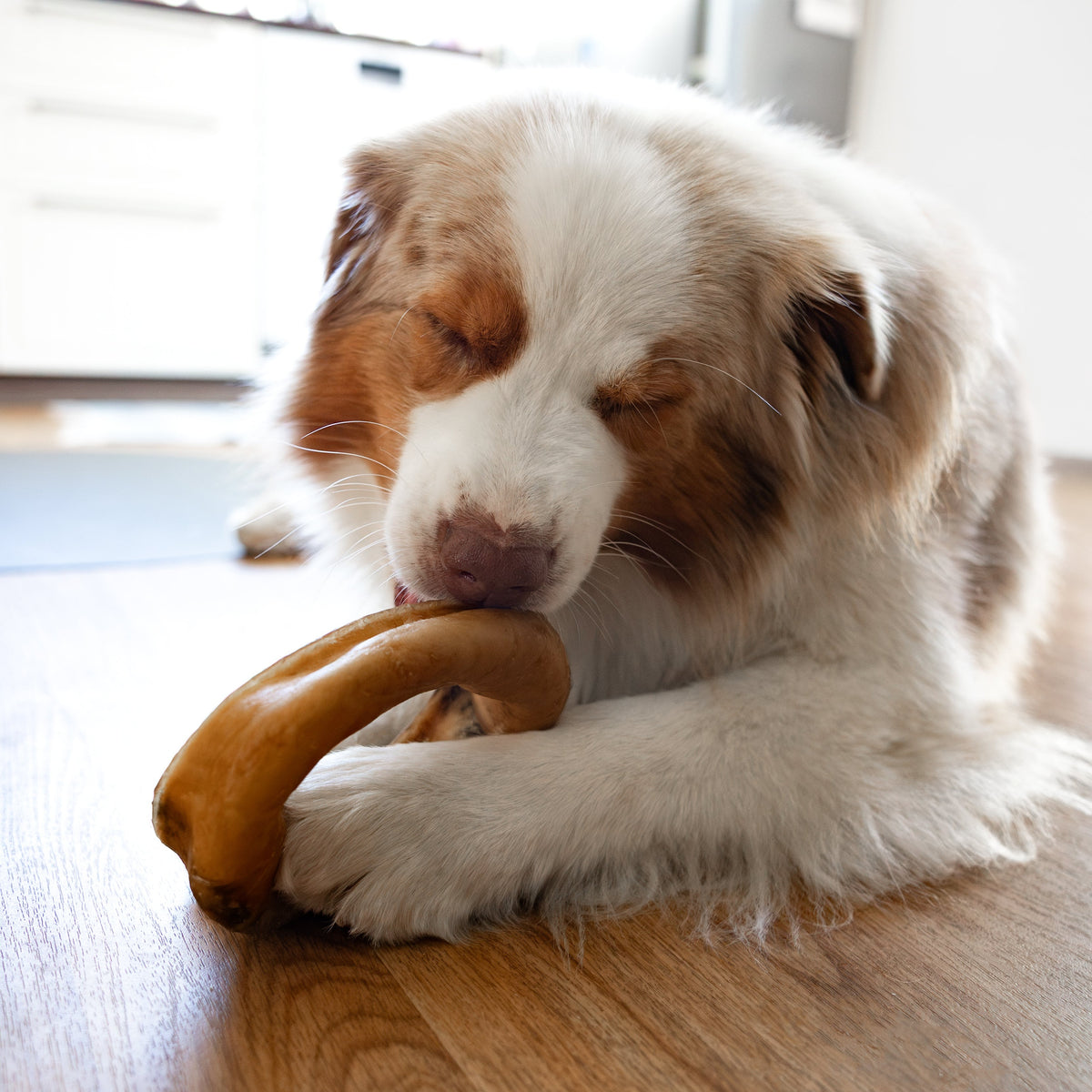 Hund som tuggar på en Njord Pet nötring
