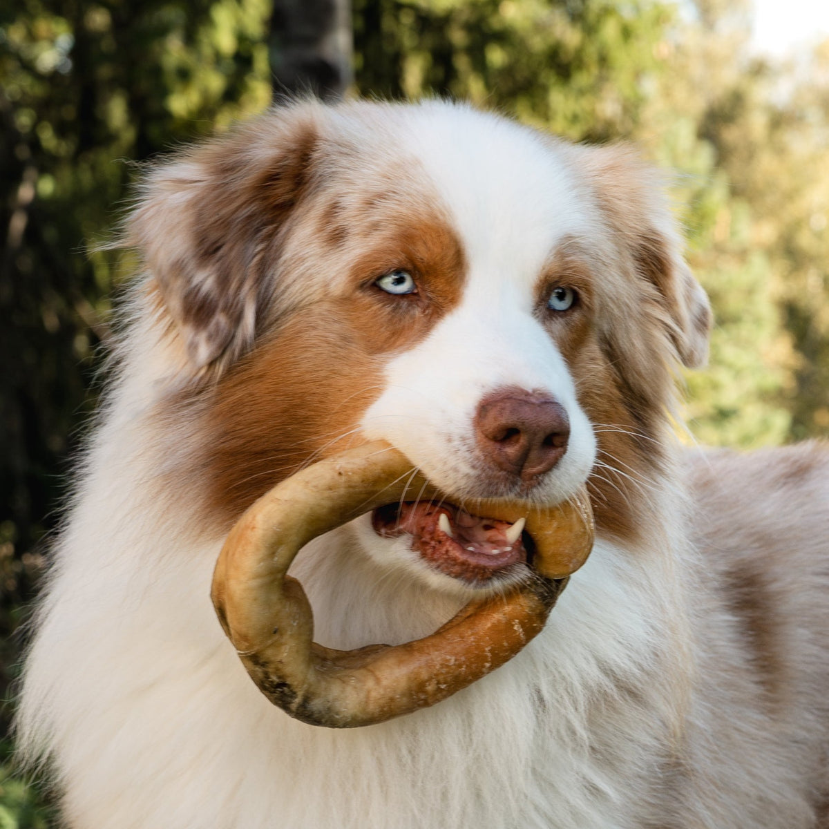 Hund med en Njord Pet nötring i munnen