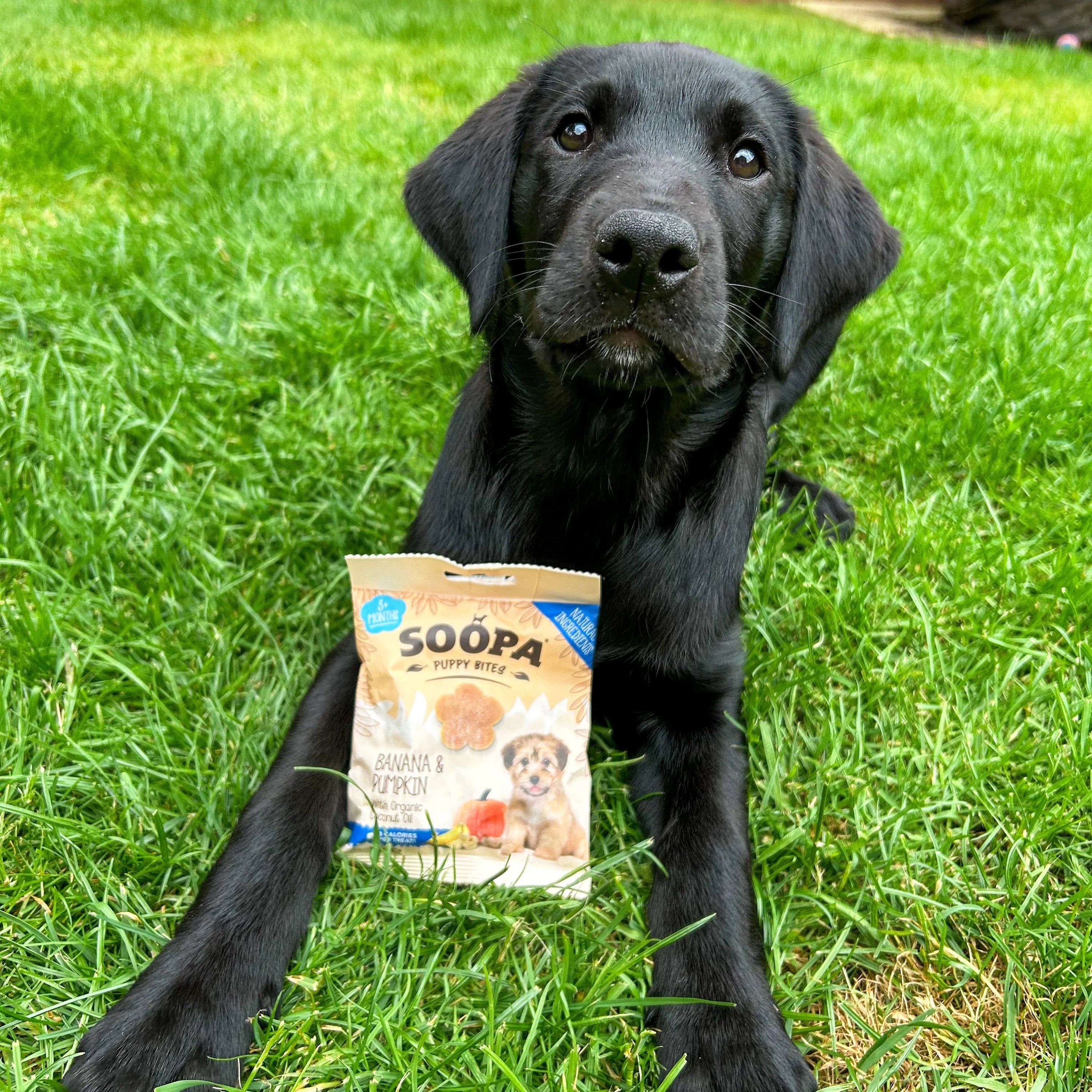 Soopa - Hundgodis PUPPY | Banan och pumpa (50g, 50 bitar)